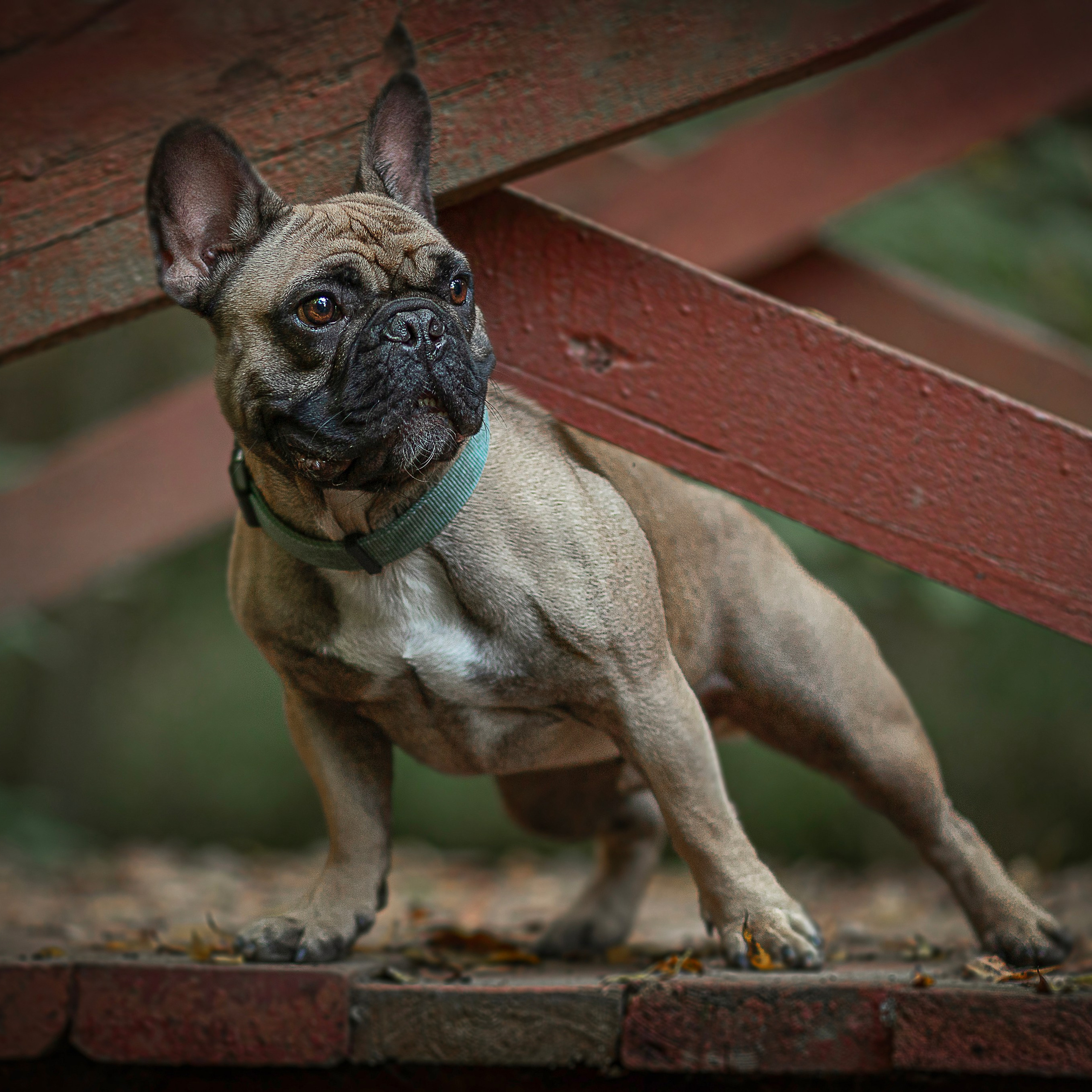 Домашние любимцы. Фотограф-анималист в Москве и Подмосковье
