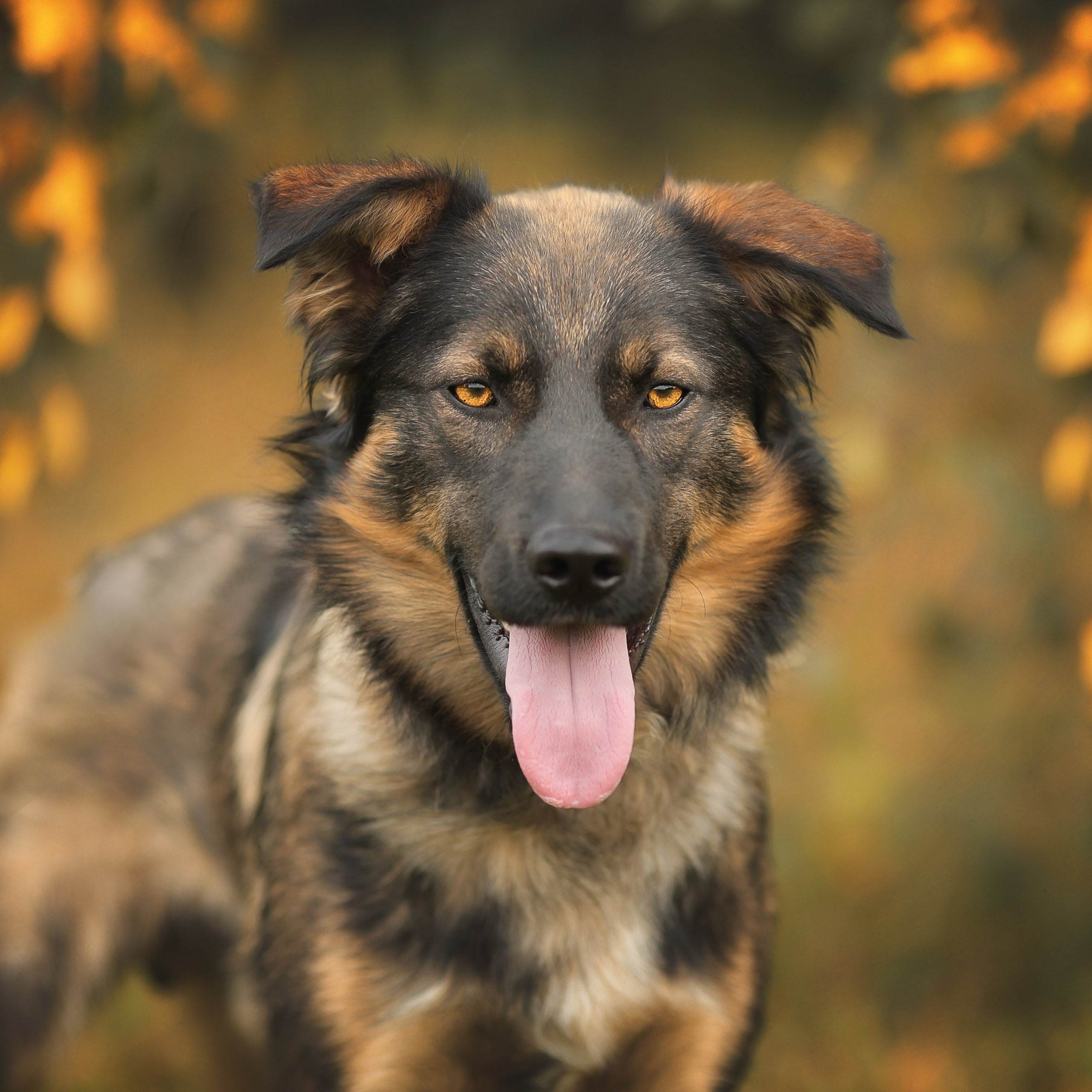 В поиске дома. Фотограф-анималист в Москве и Подмосковье