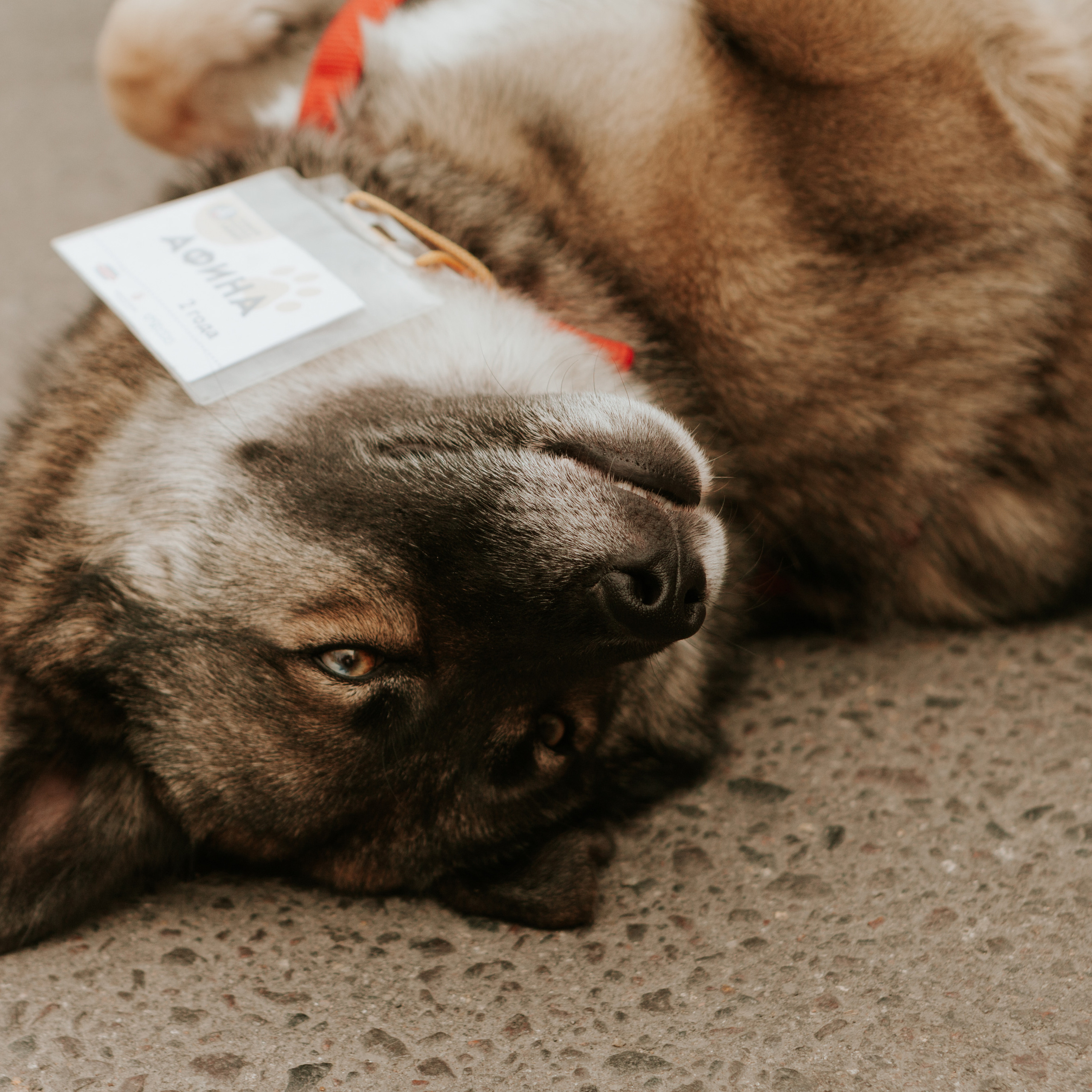 Фотограф Николь Фолиянц