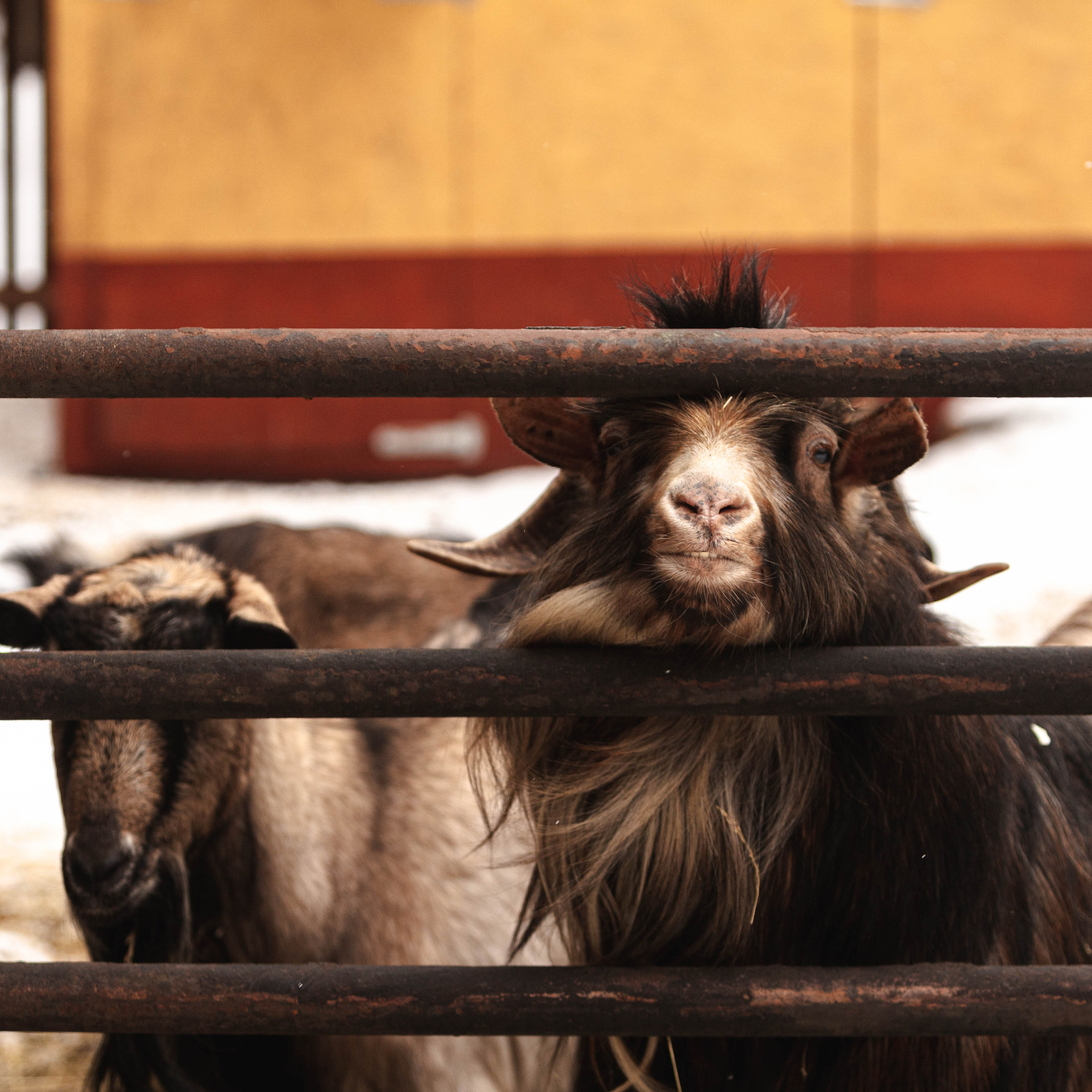 Фотограф Николь Фолиянц