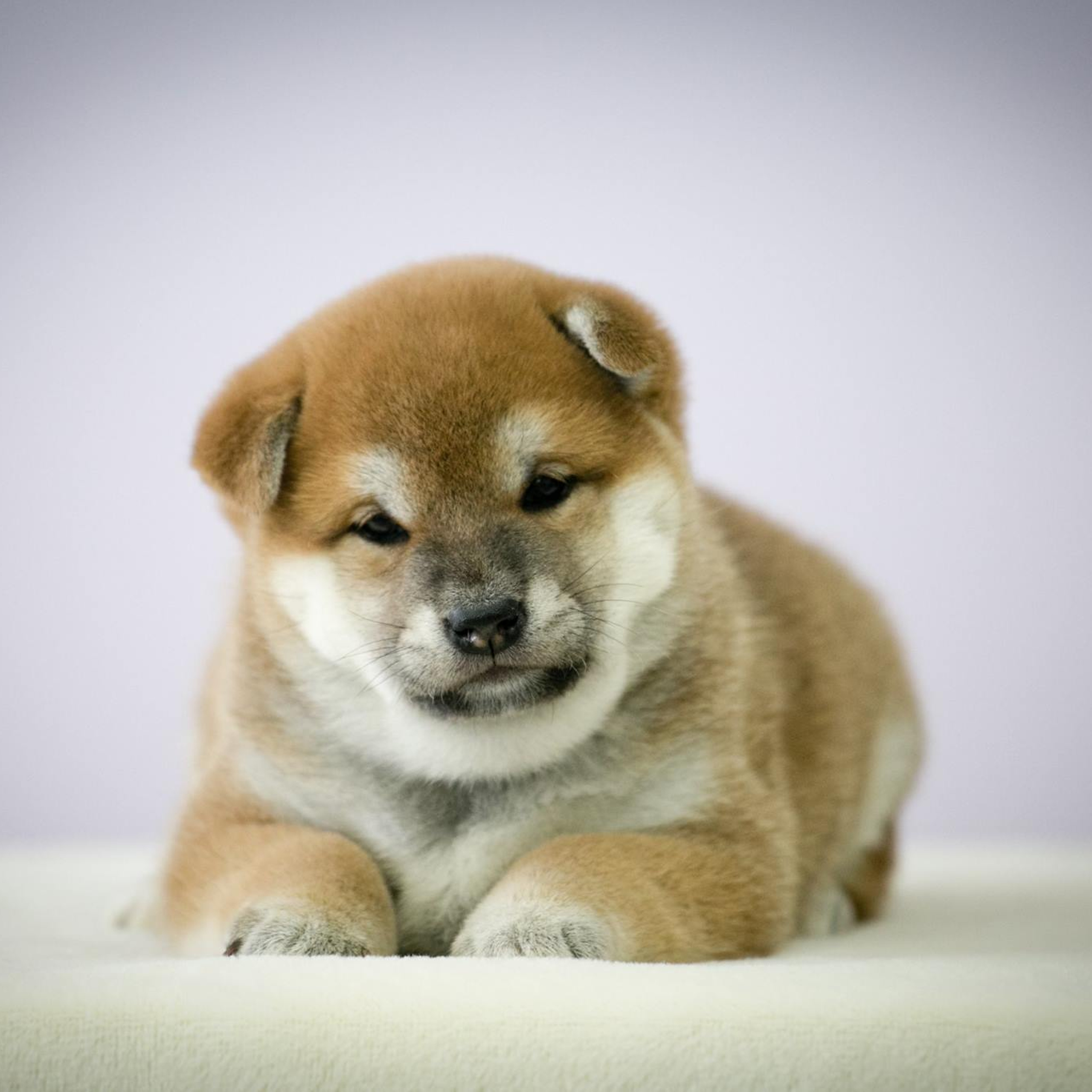 ПОМЕТ G. SHIOMARU Питомник сиба и акита-ину