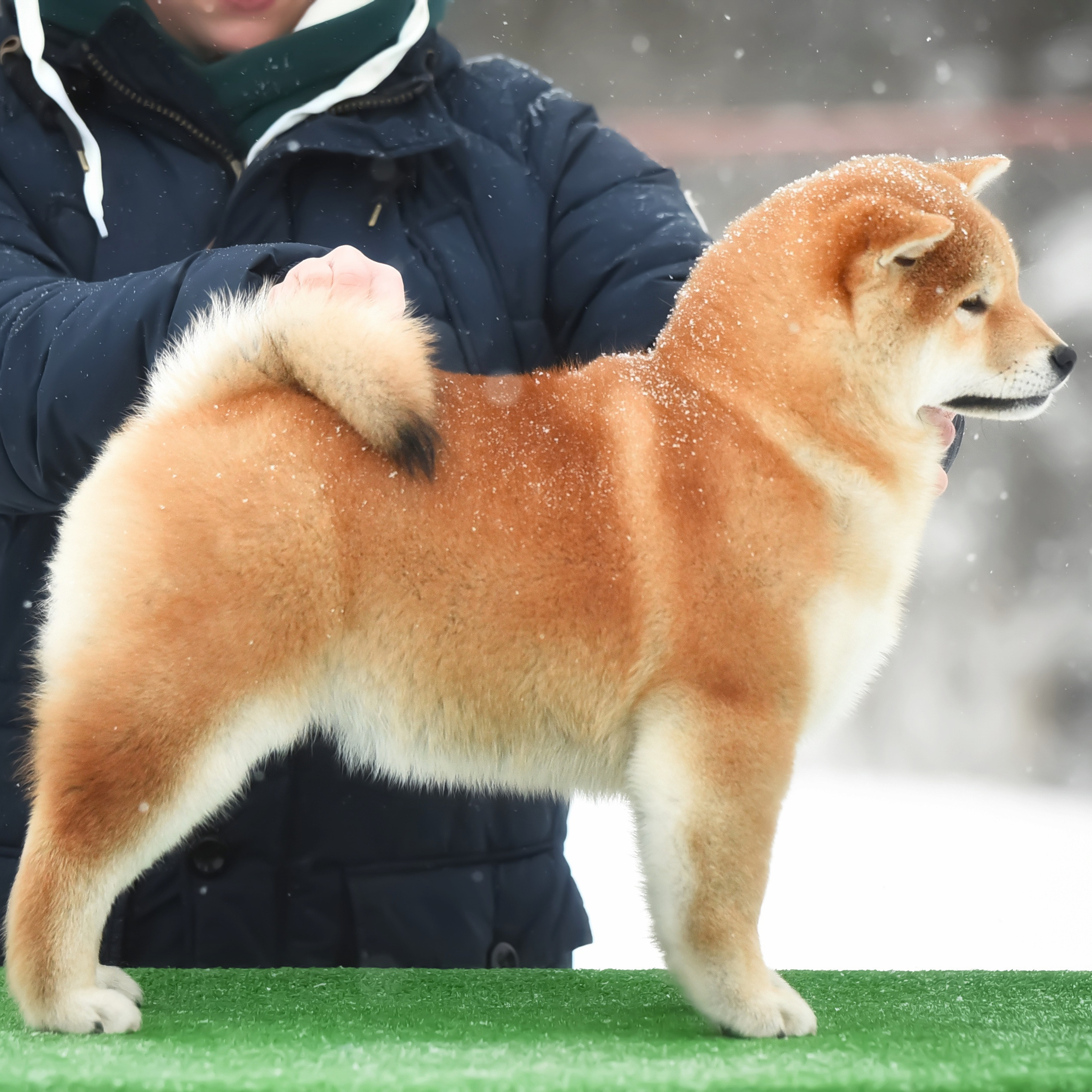 ПОМЕТ M-2022. SHIOMARU Питомник сиба и акита-ину