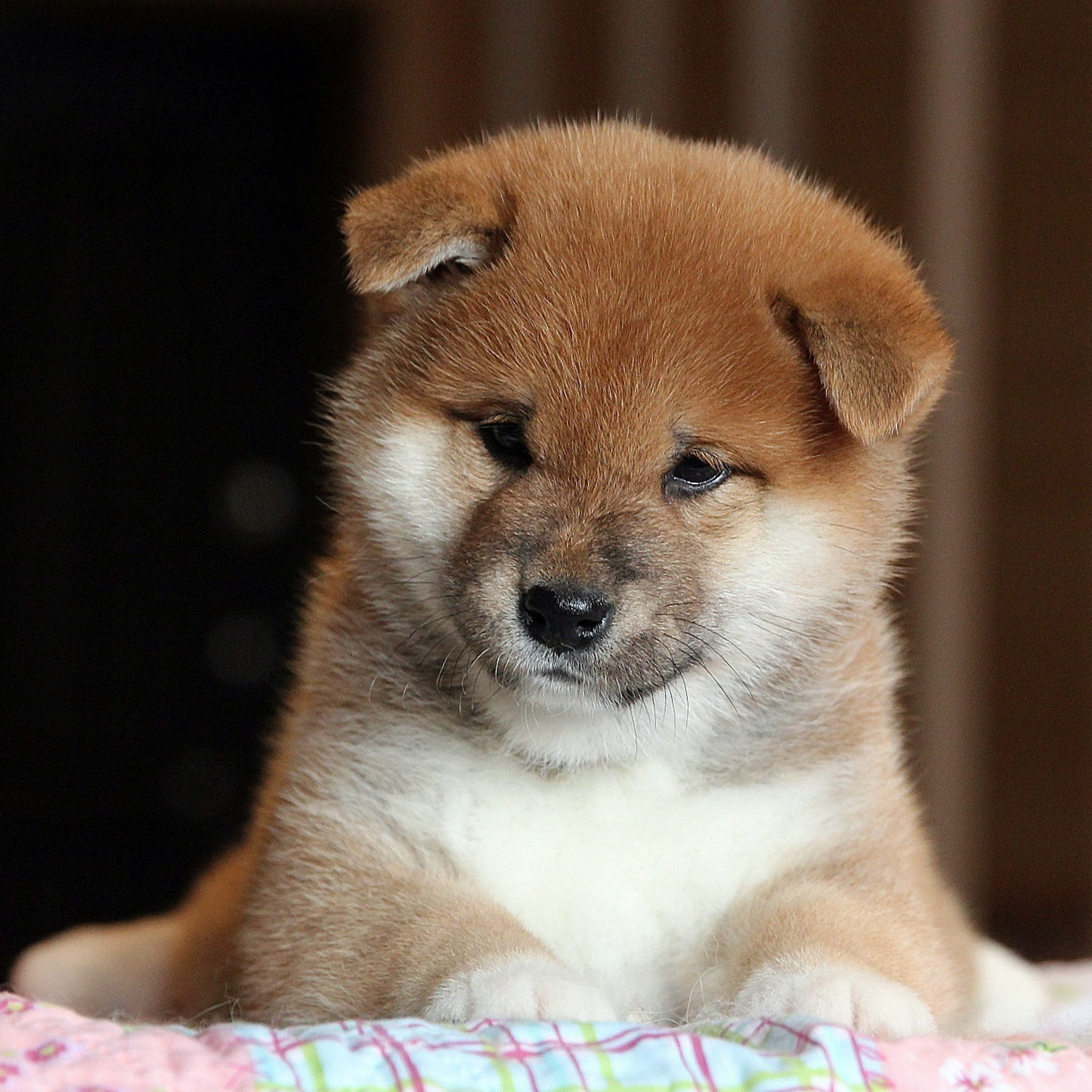 Помет T — Shiomaru kennel. SHIOMARU Shiba and Akita Inu Kennel