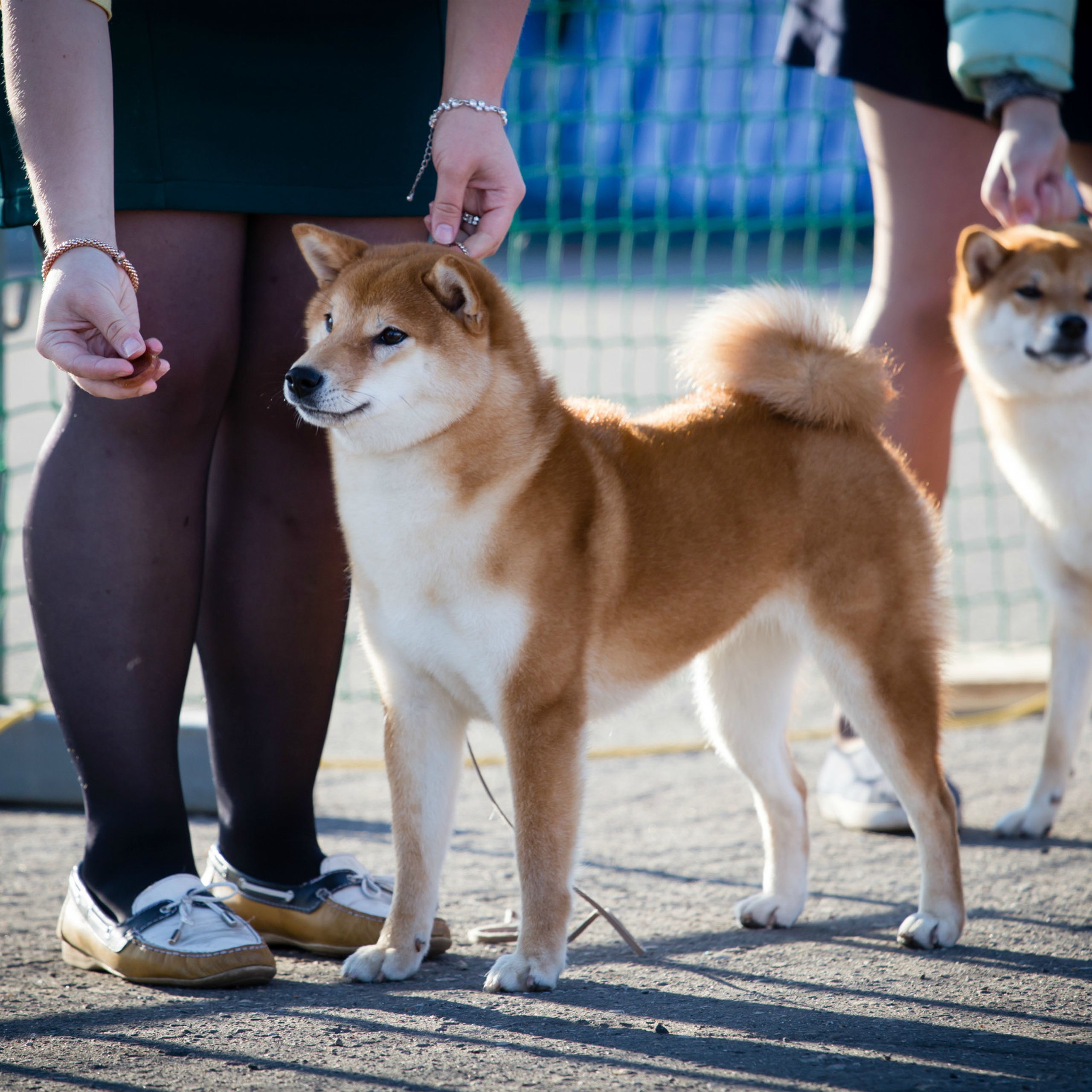 Dog show 2017. SHIOMARU Питомник сиба и акита-ину