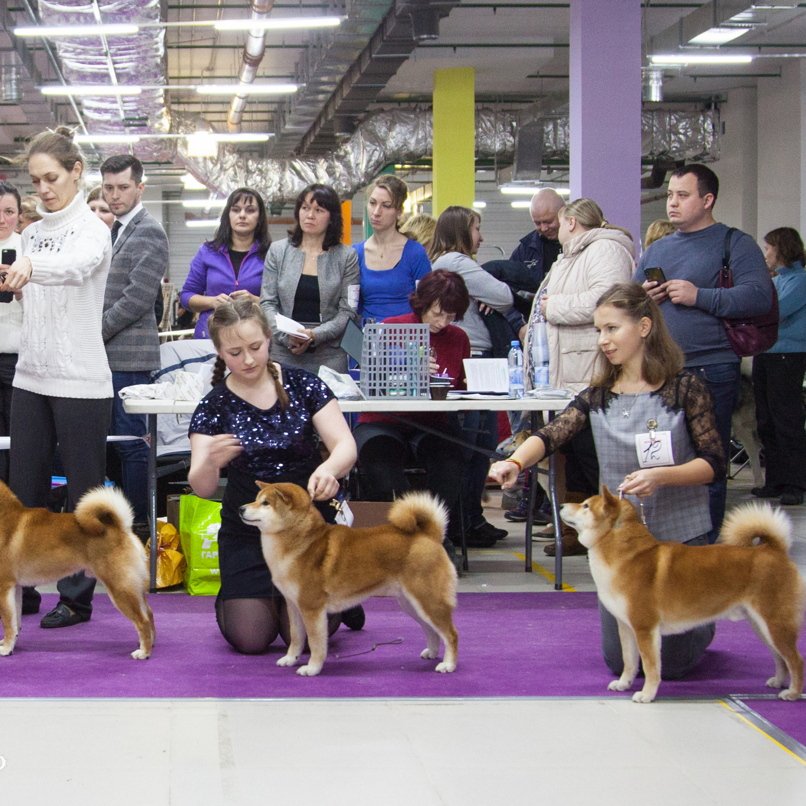 Dog show 2018. SHIOMARU Питомник сиба и акита-ину