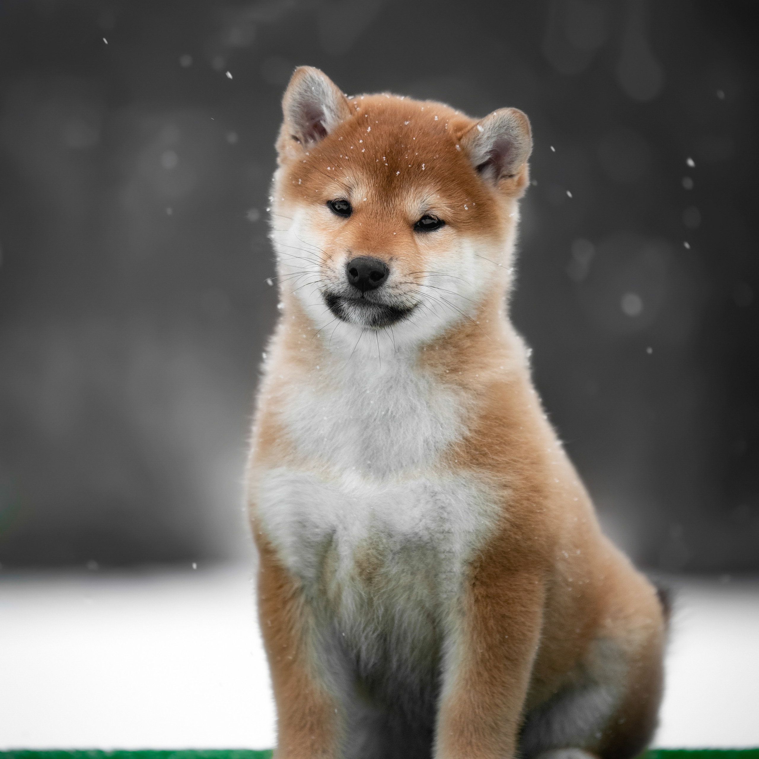 ПОМЕТ M-2022. SHIOMARU Питомник сиба и акита-ину