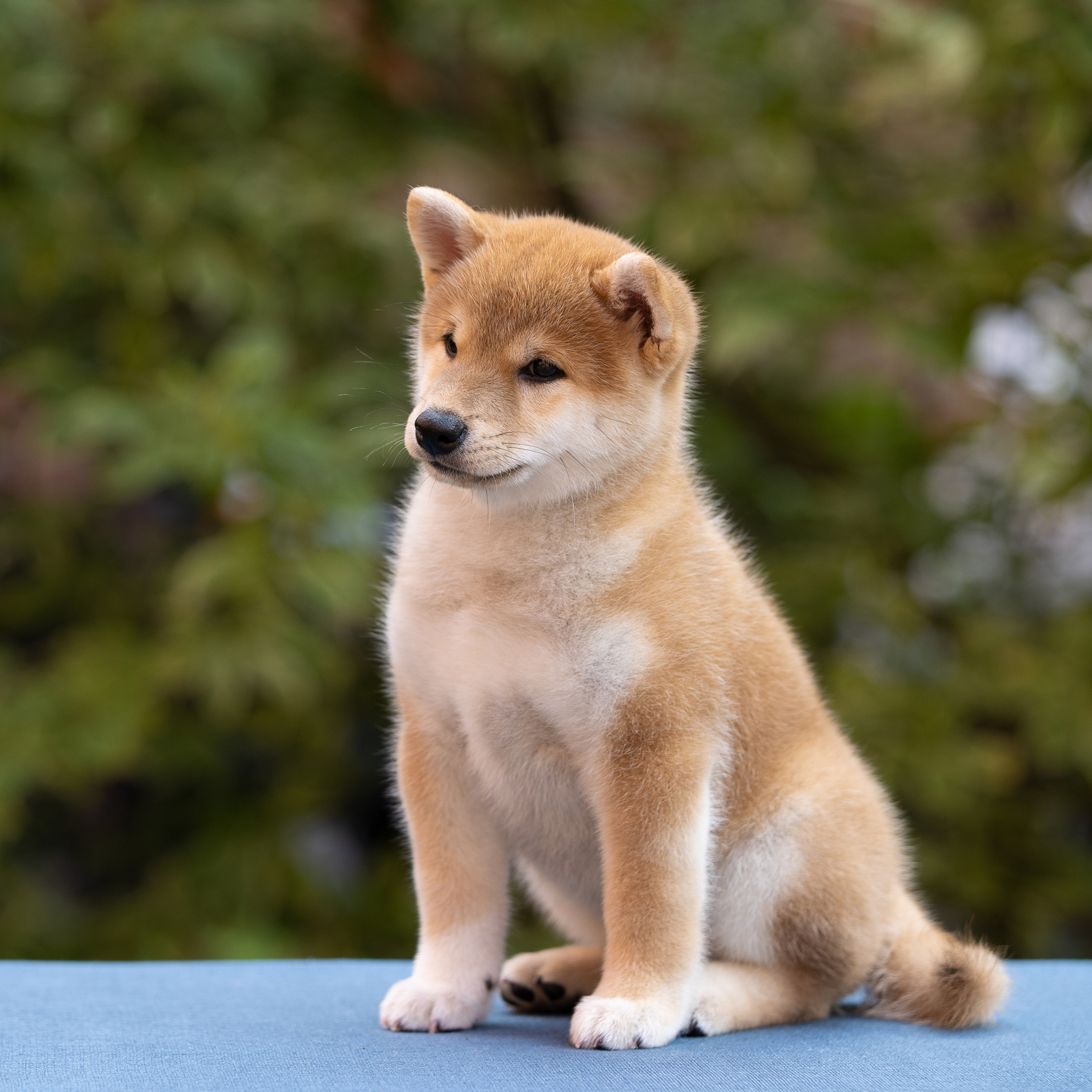 Litter W. SHIOMARU Shiba and Akita Inu Kennel