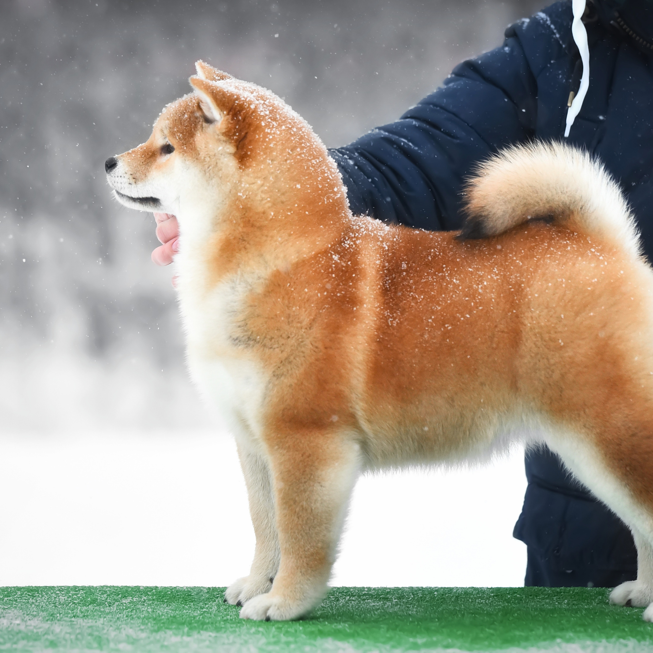 ПОМЕТ M-2022. SHIOMARU Питомник сиба и акита-ину