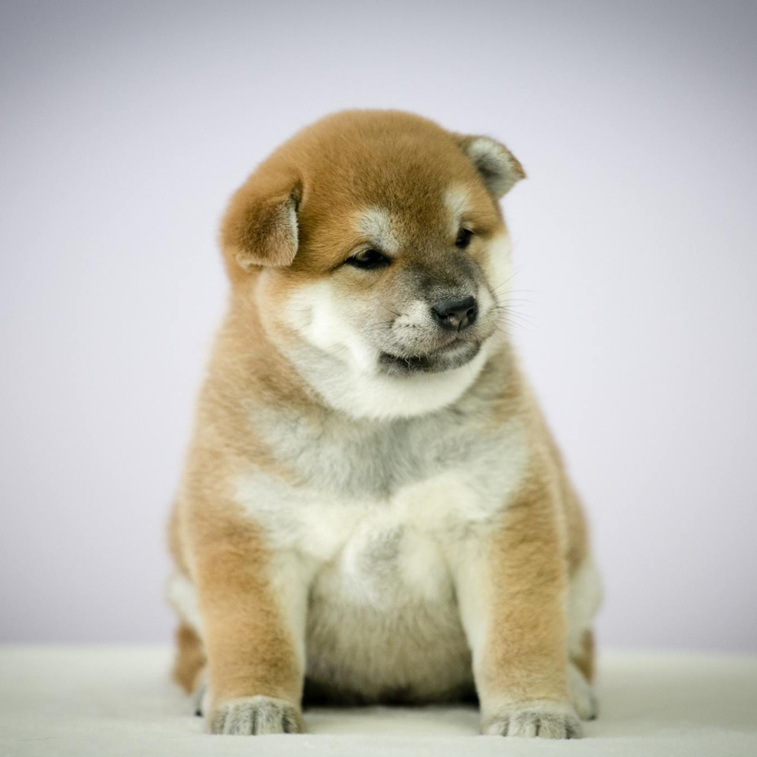 ПОМЕТ G. SHIOMARU Питомник сиба и акита-ину