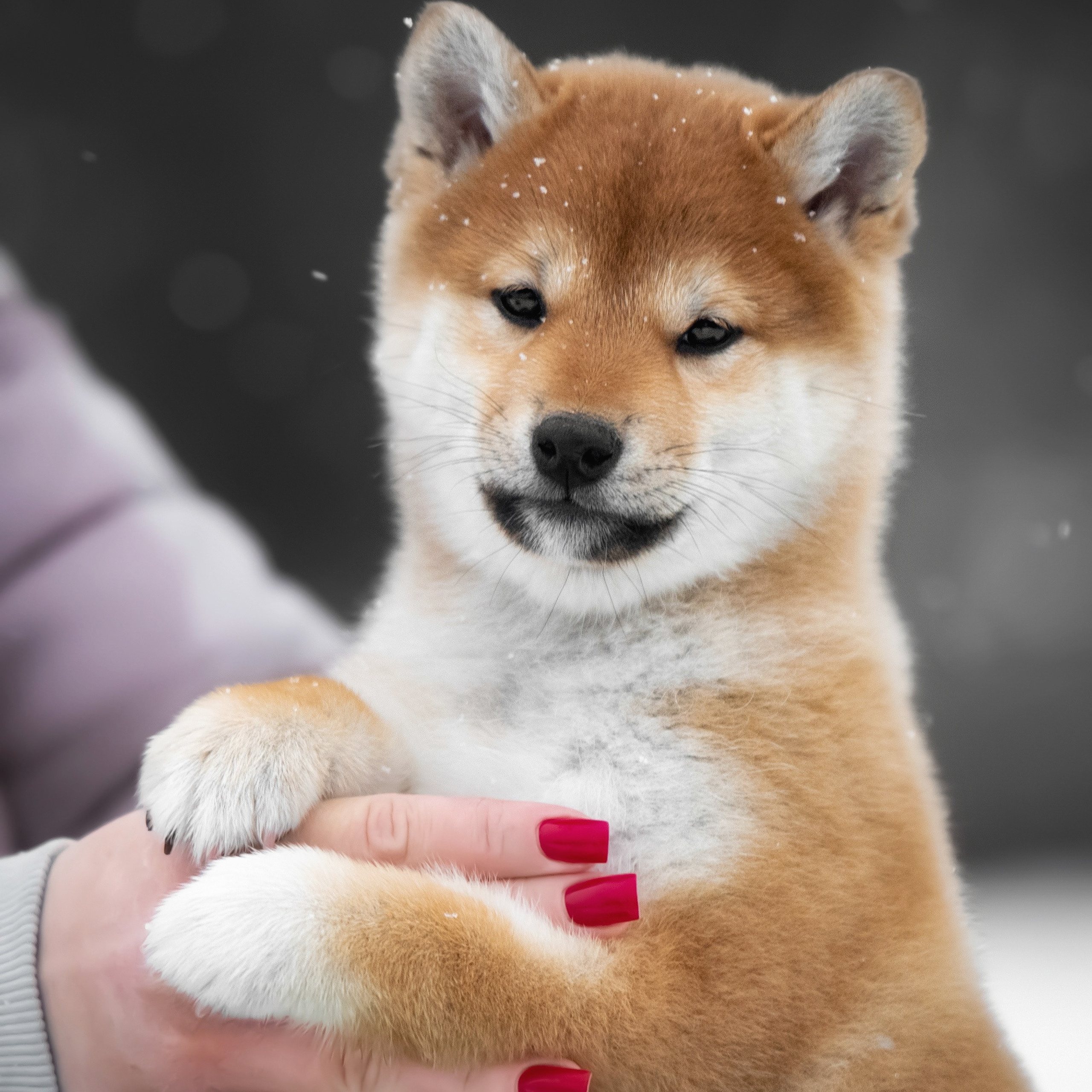 ПОМЕТ M-2022. SHIOMARU Питомник сиба и акита-ину