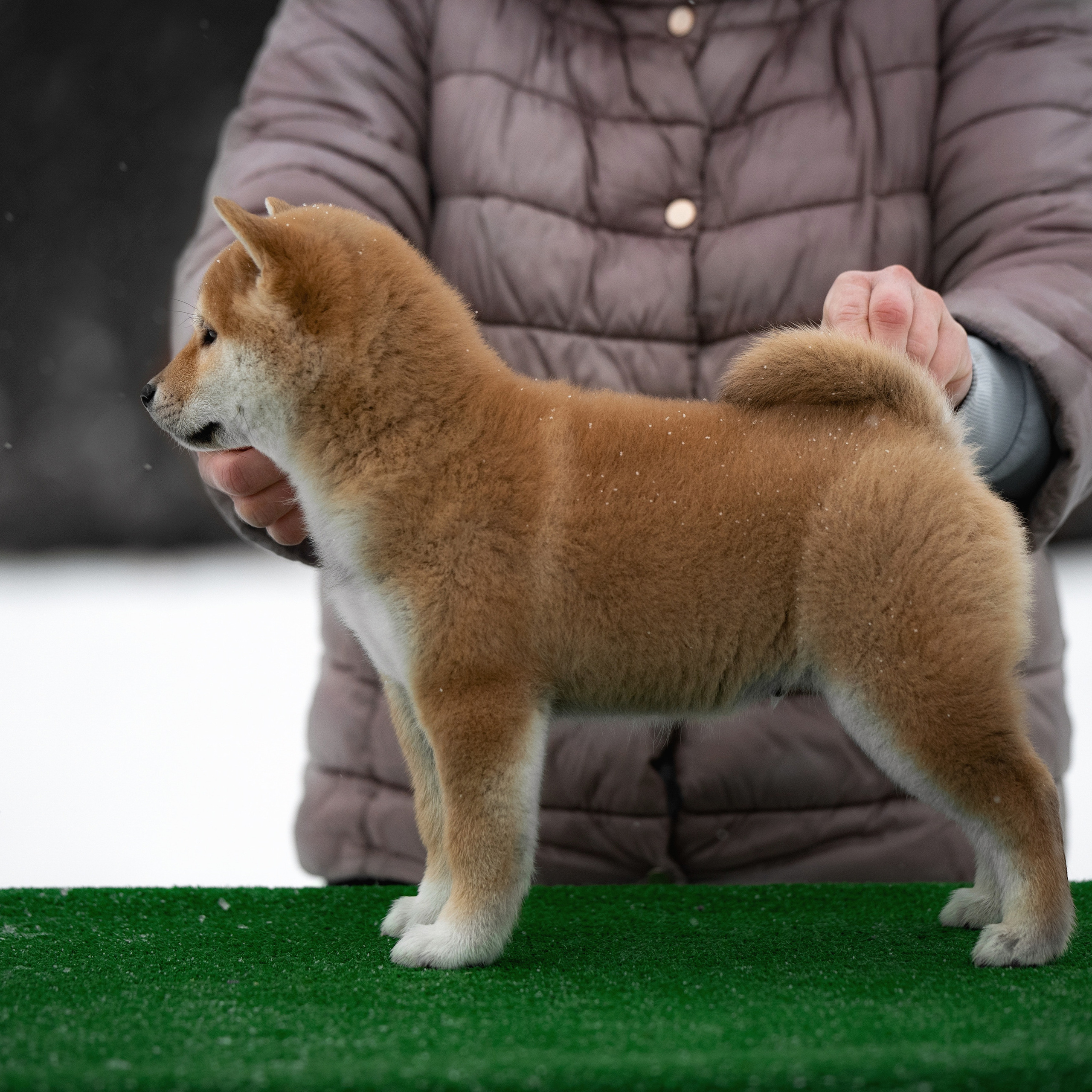 ПОМЕТ M-2022. SHIOMARU Питомник сиба и акита-ину