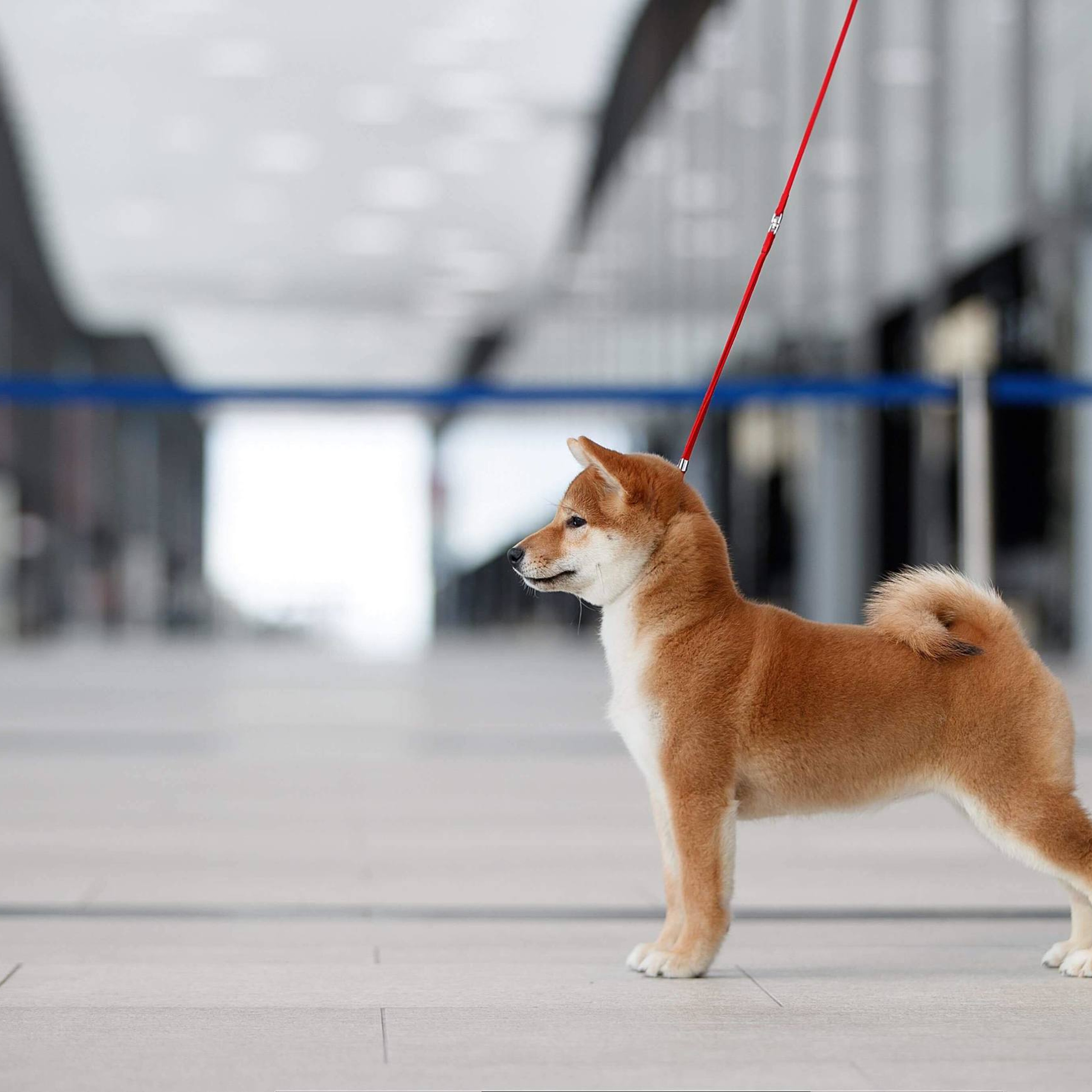 Выпускники питомника. SHIOMARU Питомник сиба и акита-ину