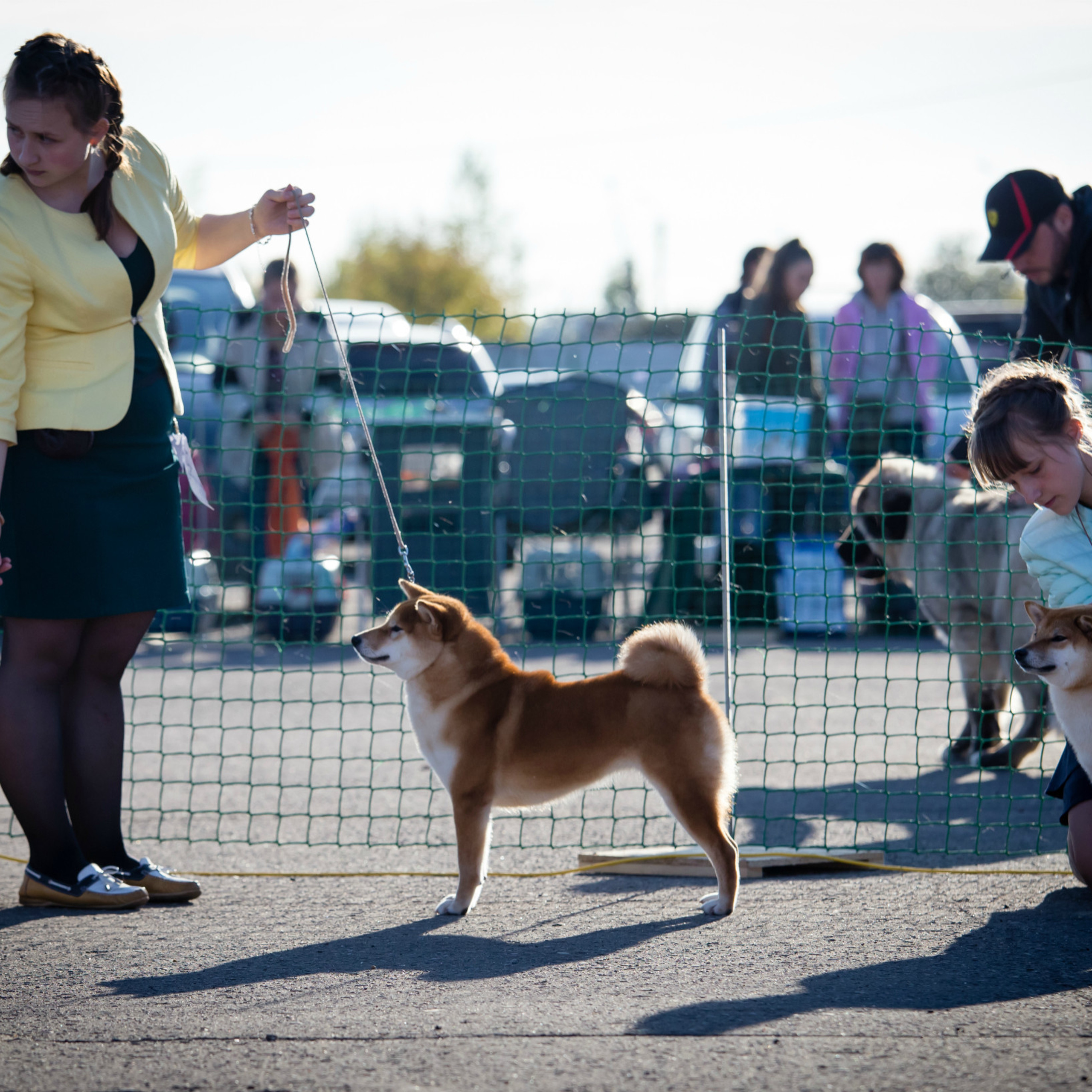 Dog show 2017. SHIOMARU Питомник сиба и акита-ину