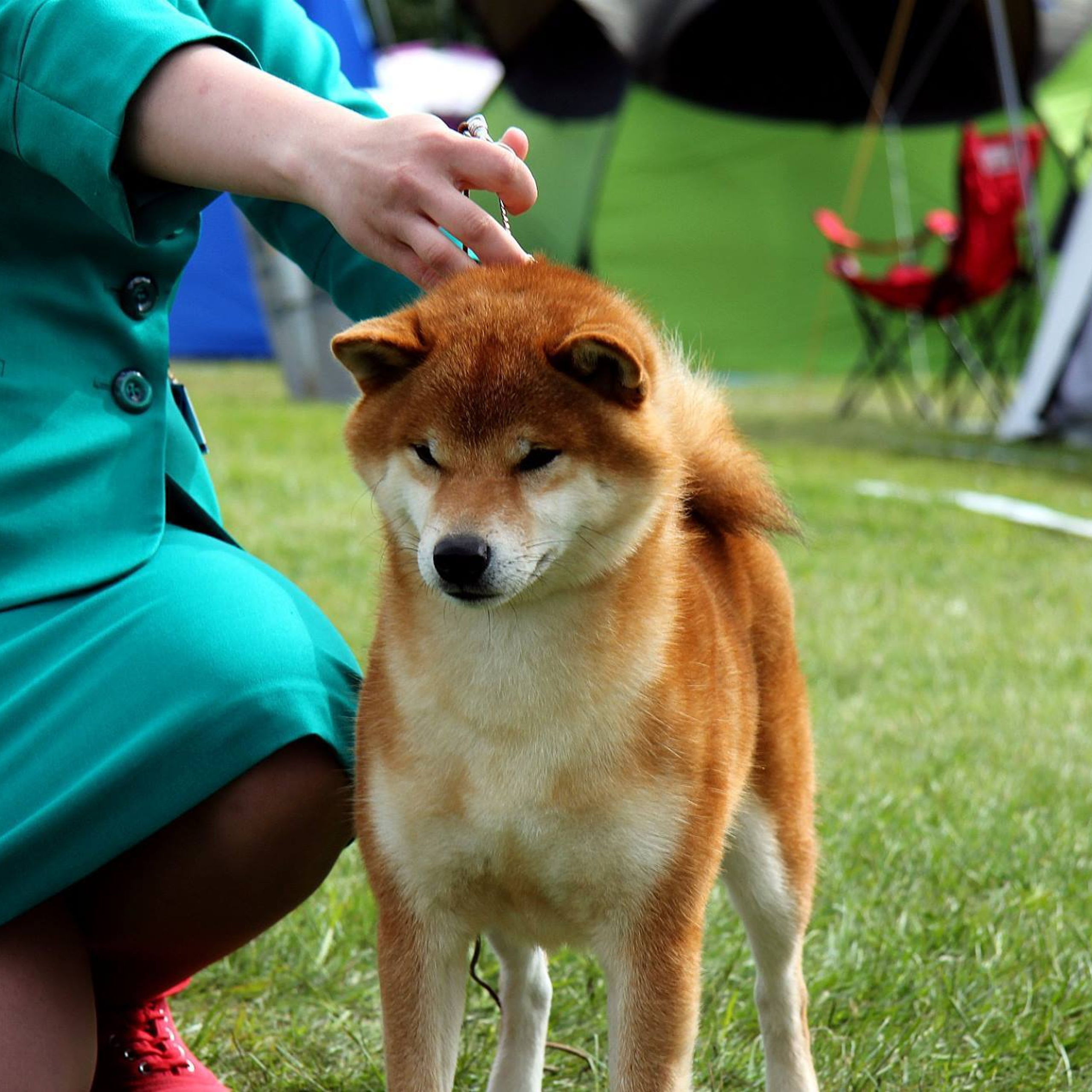 Dog show 2017. SHIOMARU Питомник сиба и акита-ину
