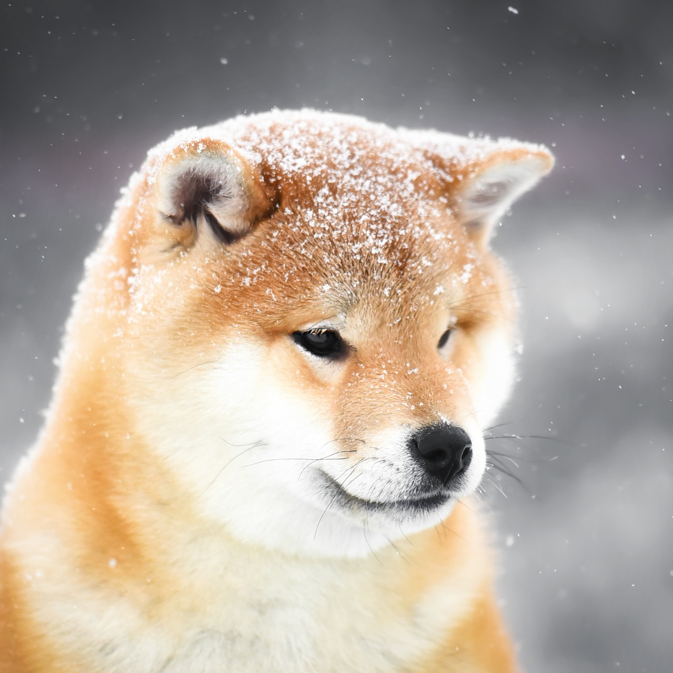 ПОМЕТ M-2022. SHIOMARU Питомник сиба и акита-ину