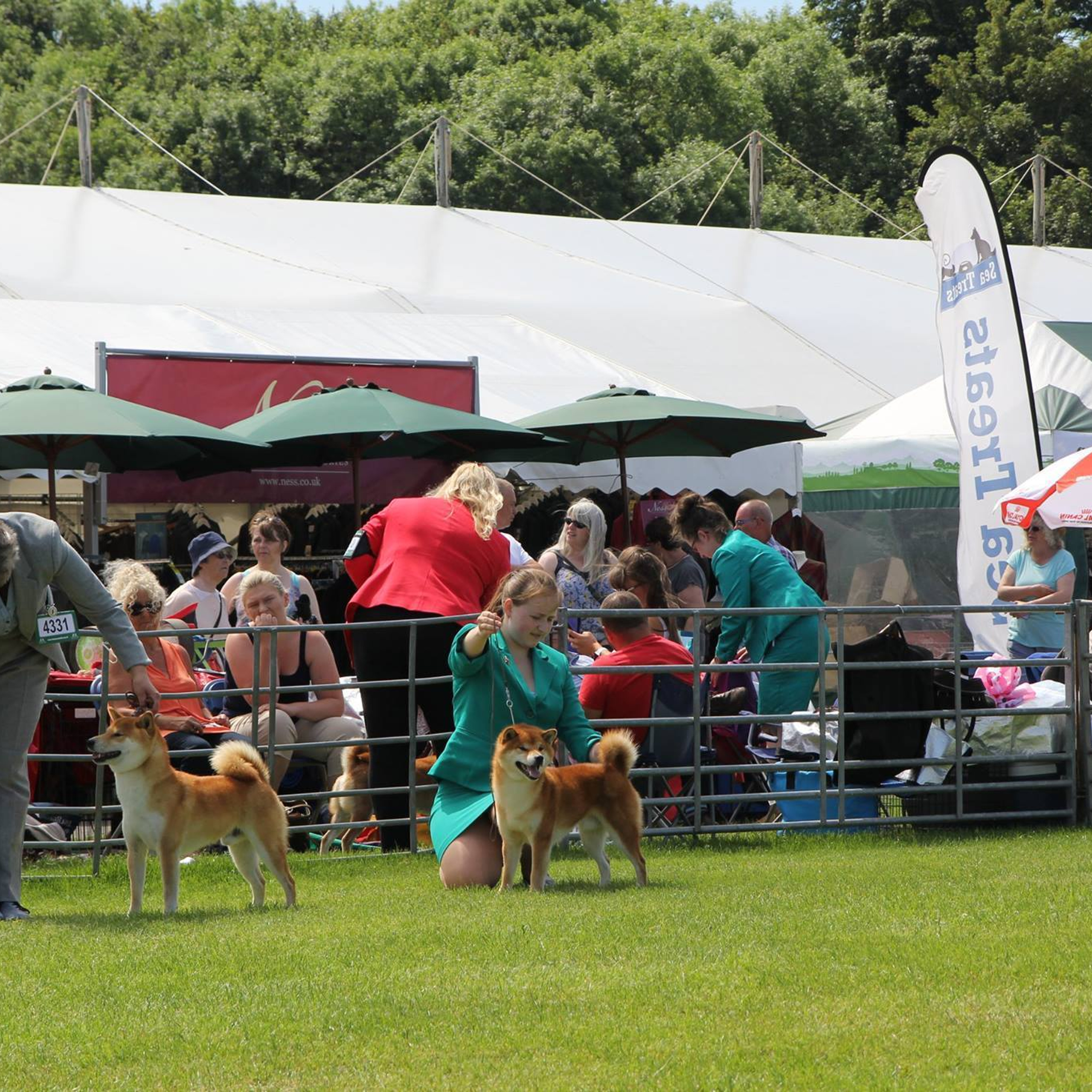 Dog show 2017. SHIOMARU Питомник сиба и акита-ину