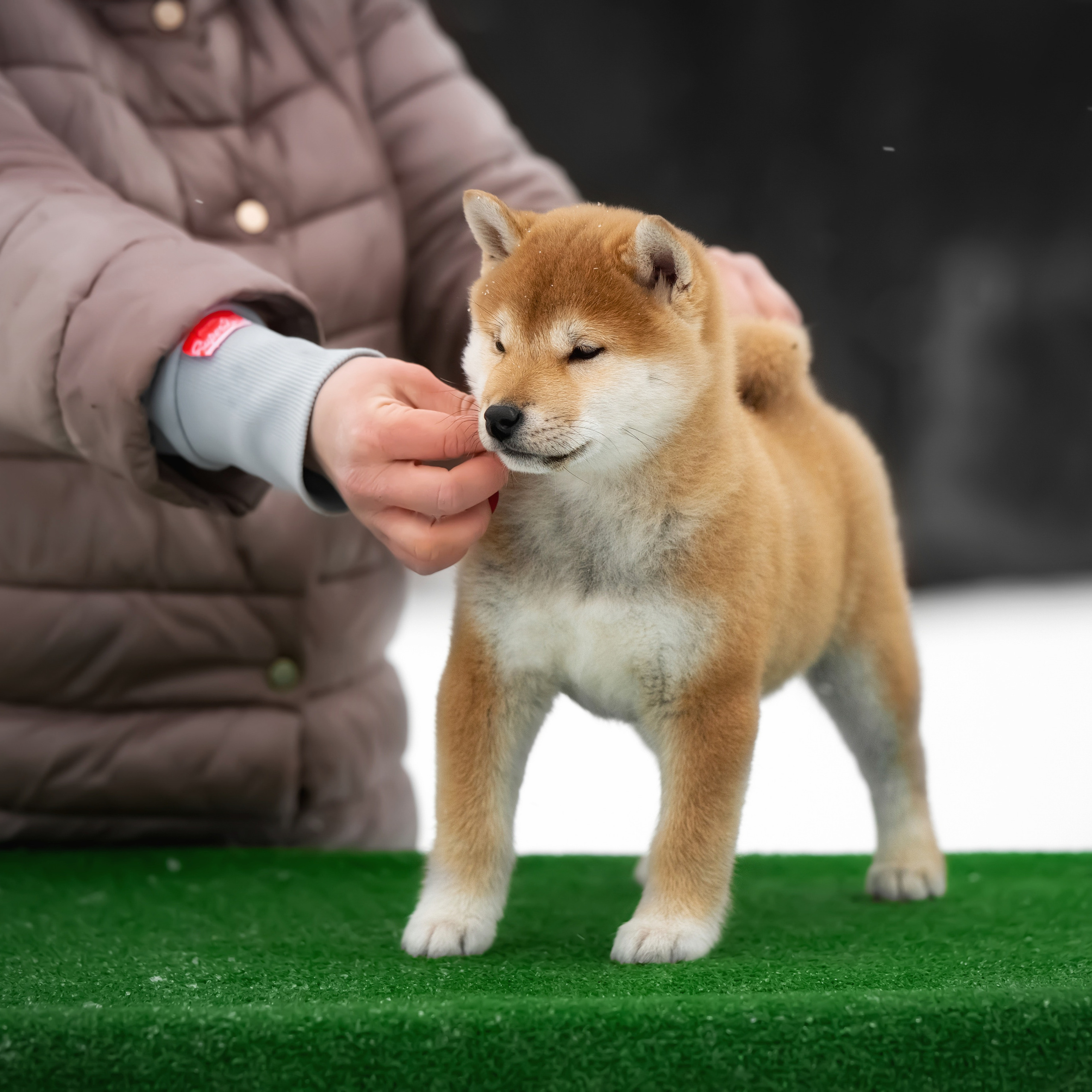 ПОМЕТ M-2022. SHIOMARU Питомник сиба и акита-ину