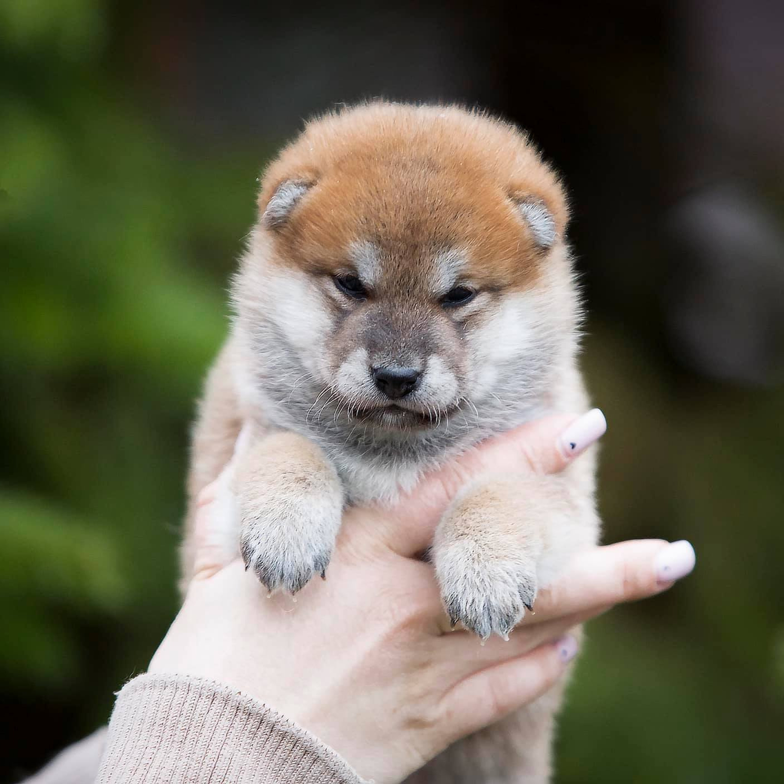 ПОМЕТ С. SHIOMARU Питомник сиба и акита-ину