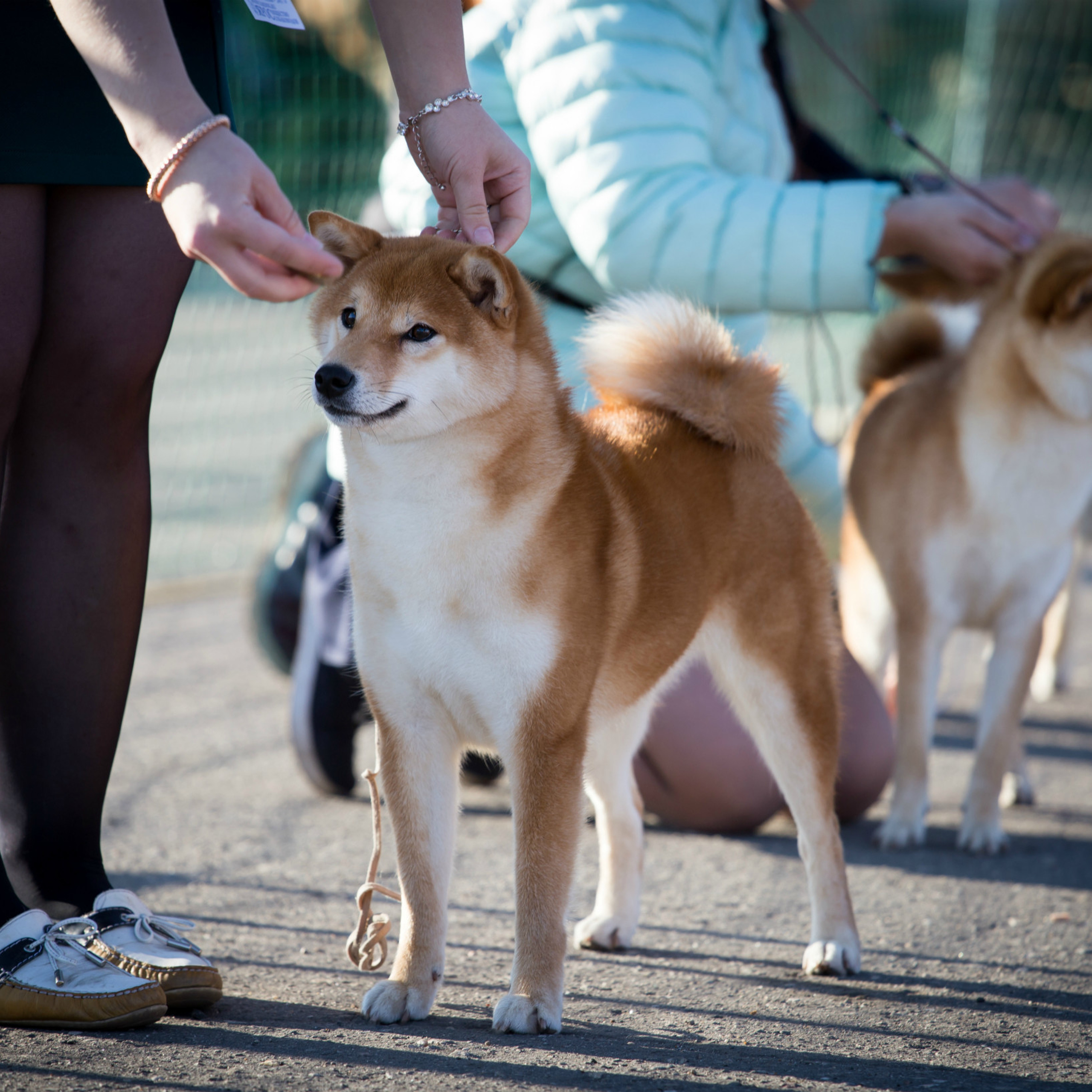Dog show 2017. SHIOMARU Питомник сиба и акита-ину