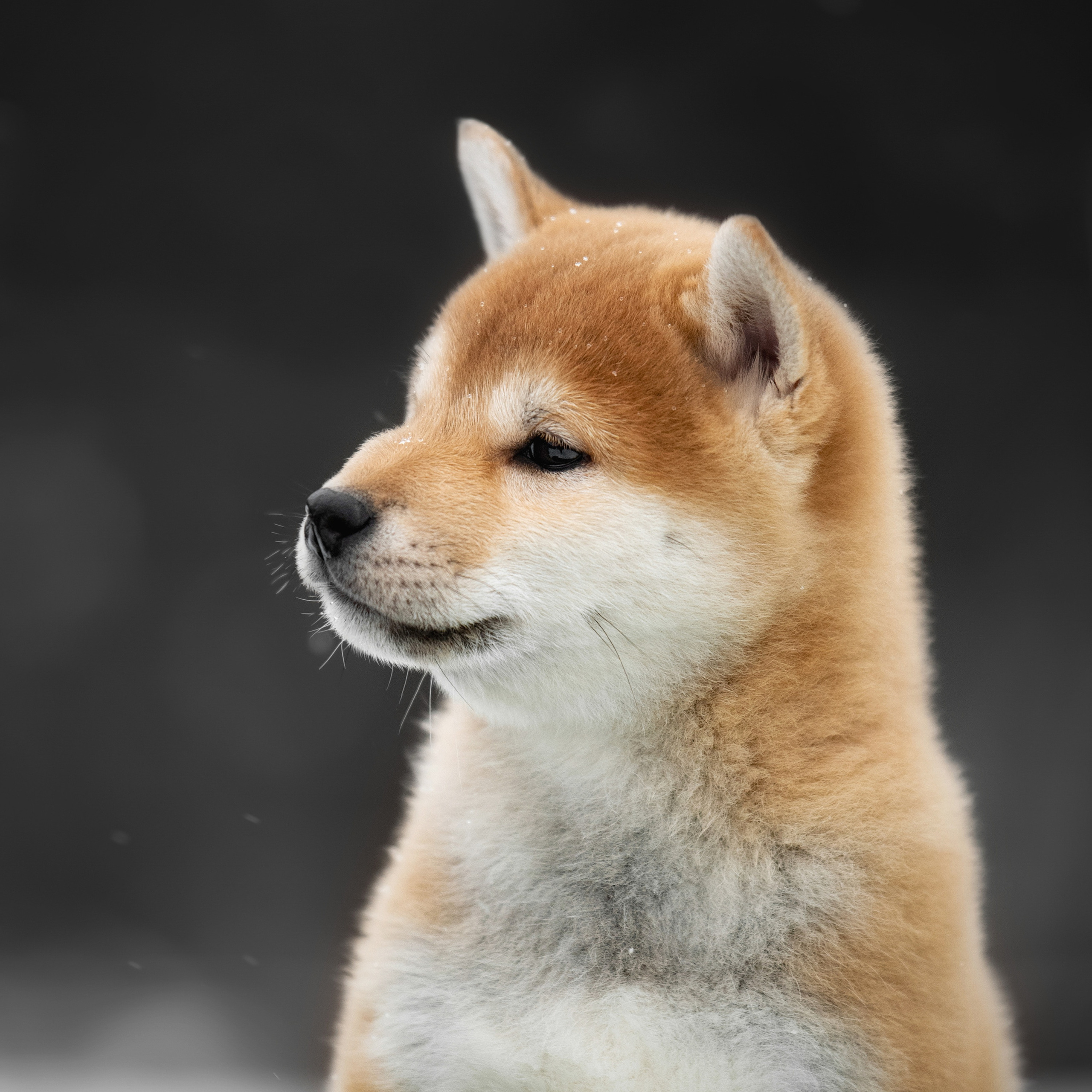 ПОМЕТ M-2022. SHIOMARU Питомник сиба и акита-ину