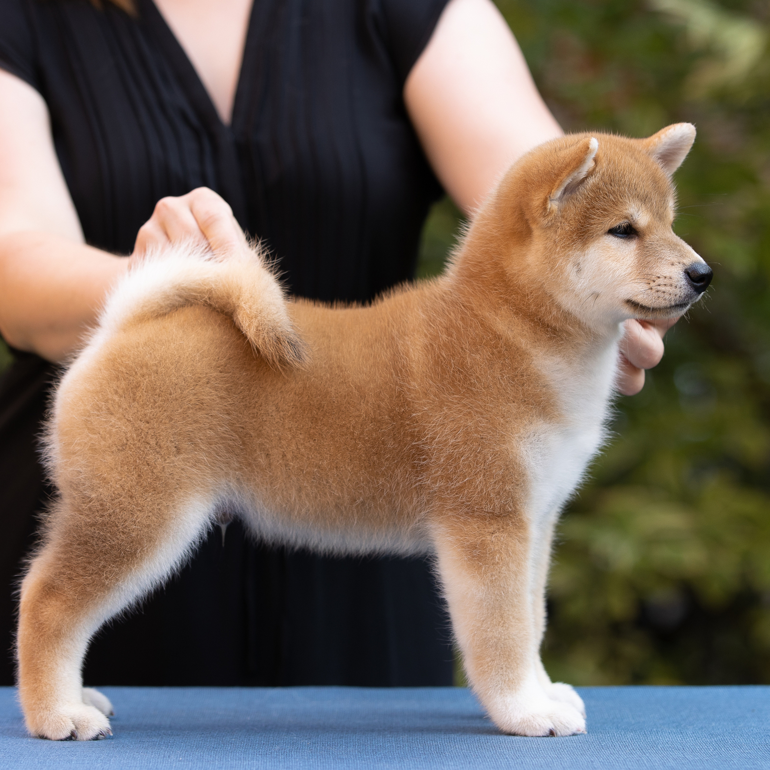 Litter W. SHIOMARU Shiba and Akita Inu Kennel