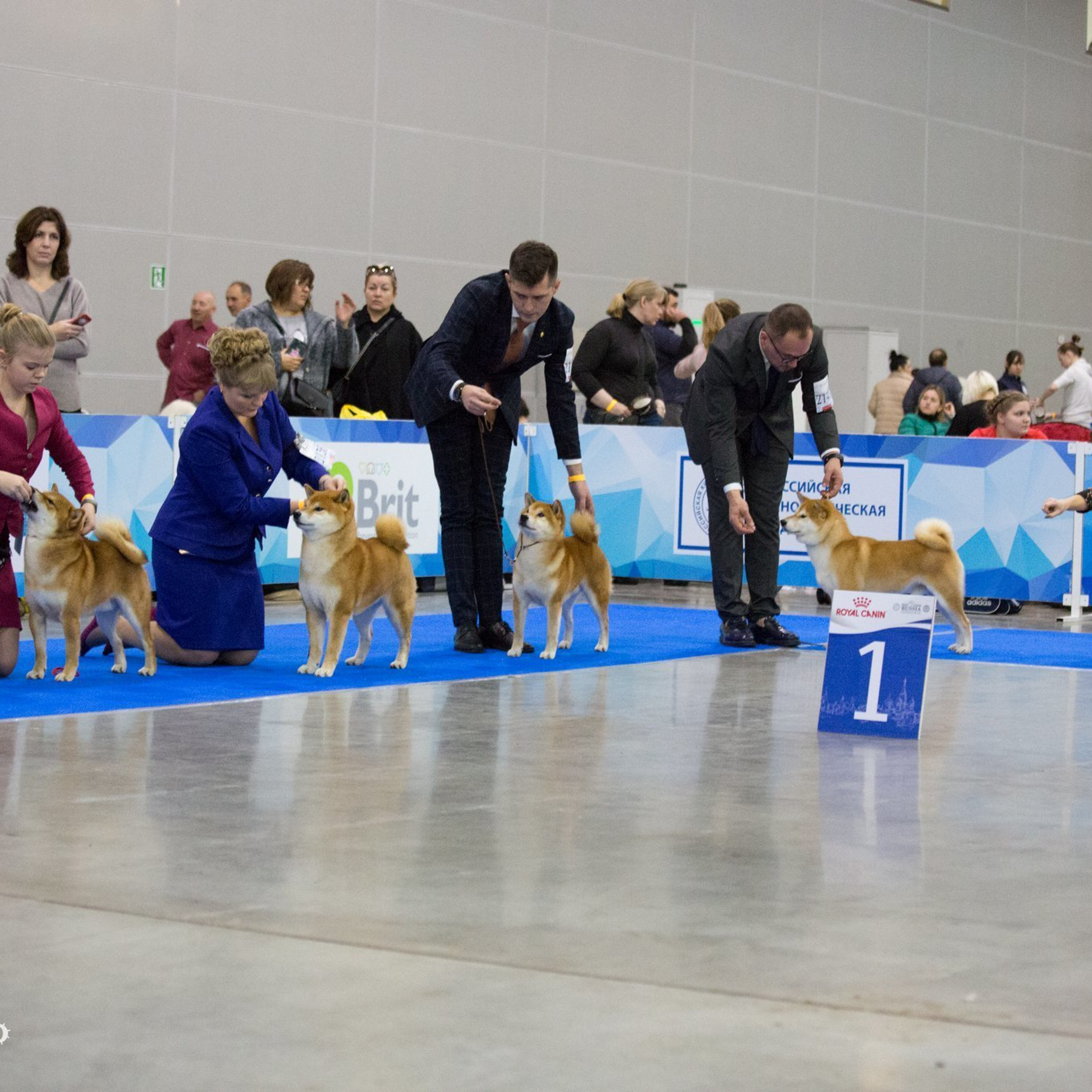 Dog show 2018. SHIOMARU Питомник сиба и акита-ину