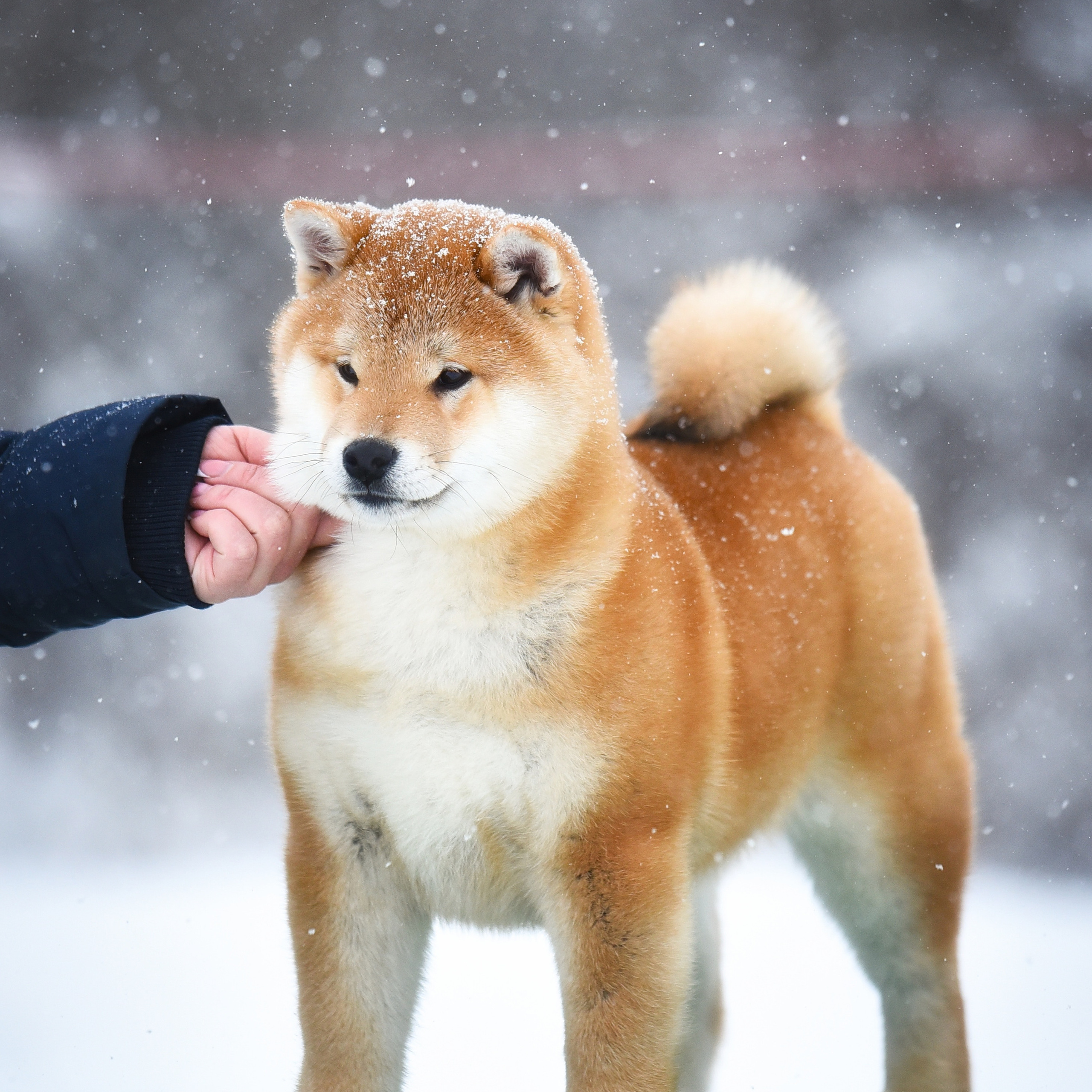 ПОМЕТ M-2022. SHIOMARU Питомник сиба и акита-ину