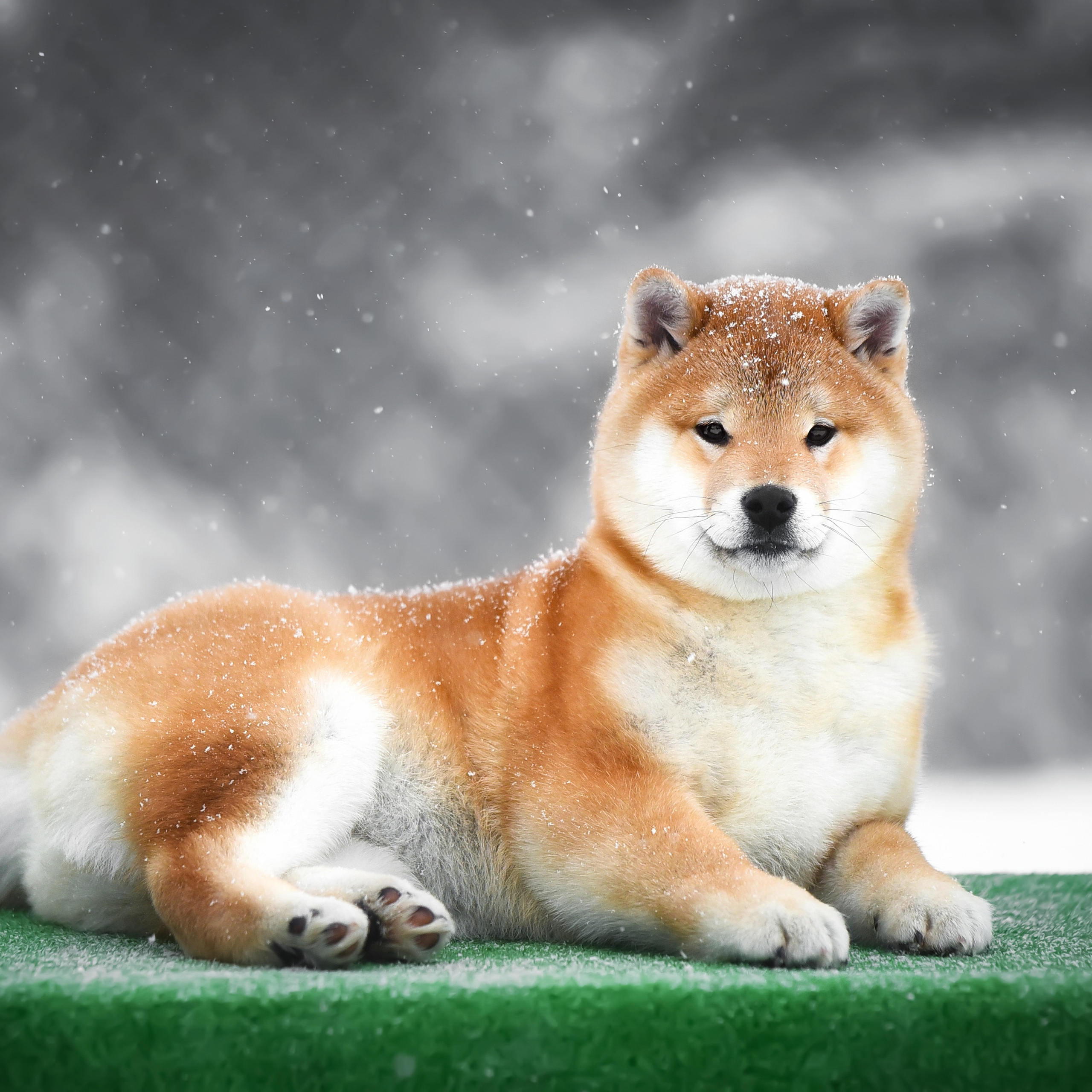 ПОМЕТ M-2022. SHIOMARU Питомник сиба и акита-ину