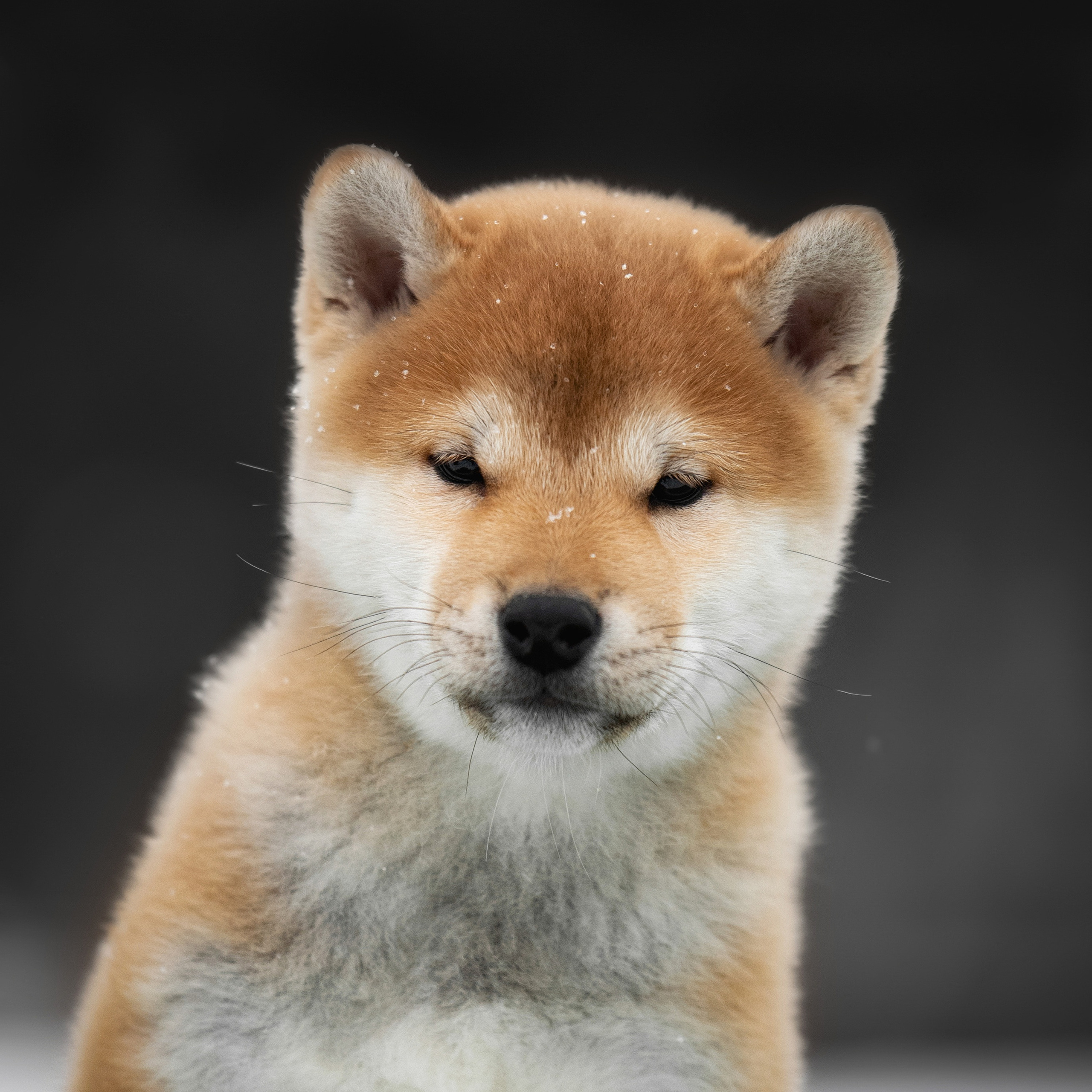 ПОМЕТ M-2022. SHIOMARU Питомник сиба и акита-ину