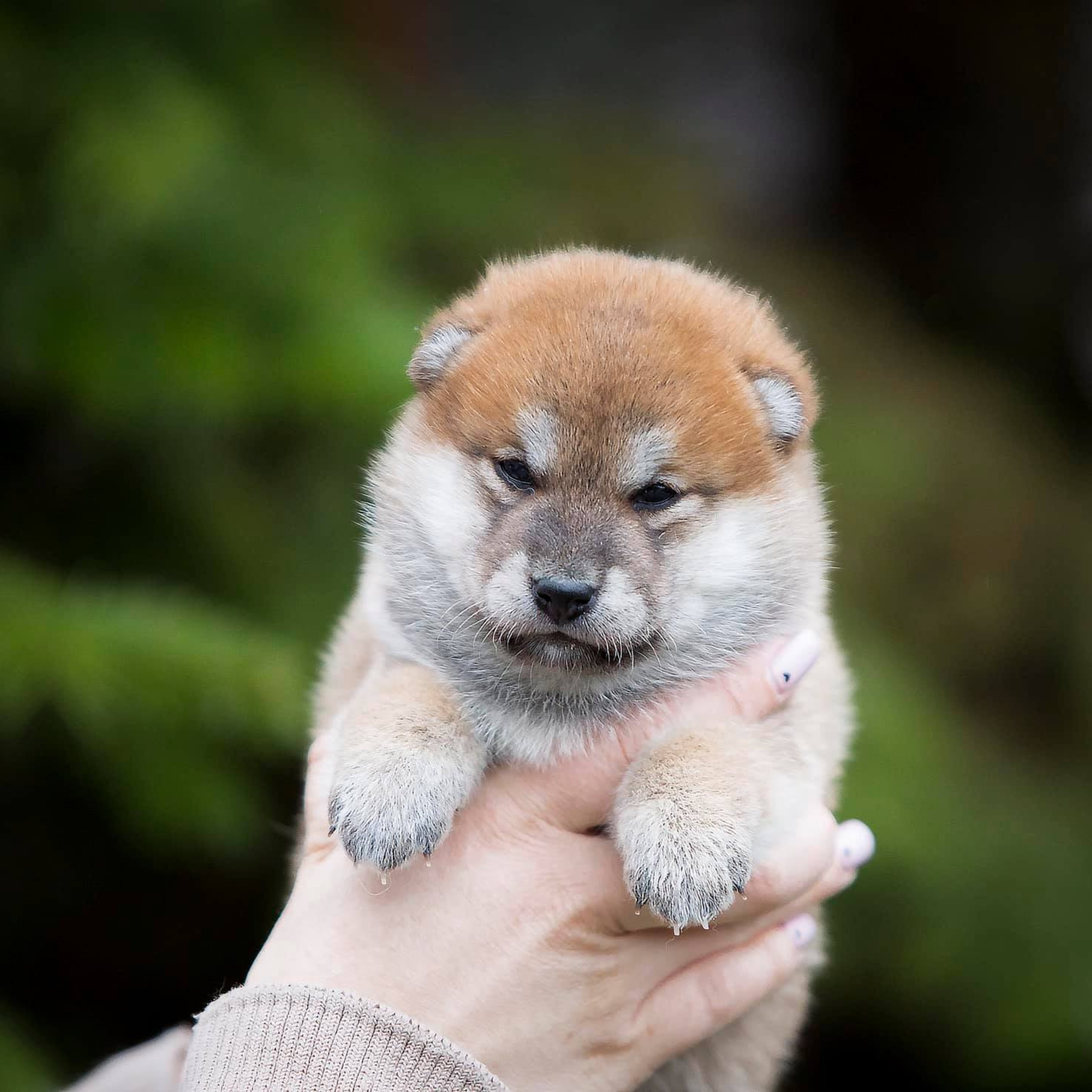 ПОМЕТ С. SHIOMARU Питомник сиба и акита-ину