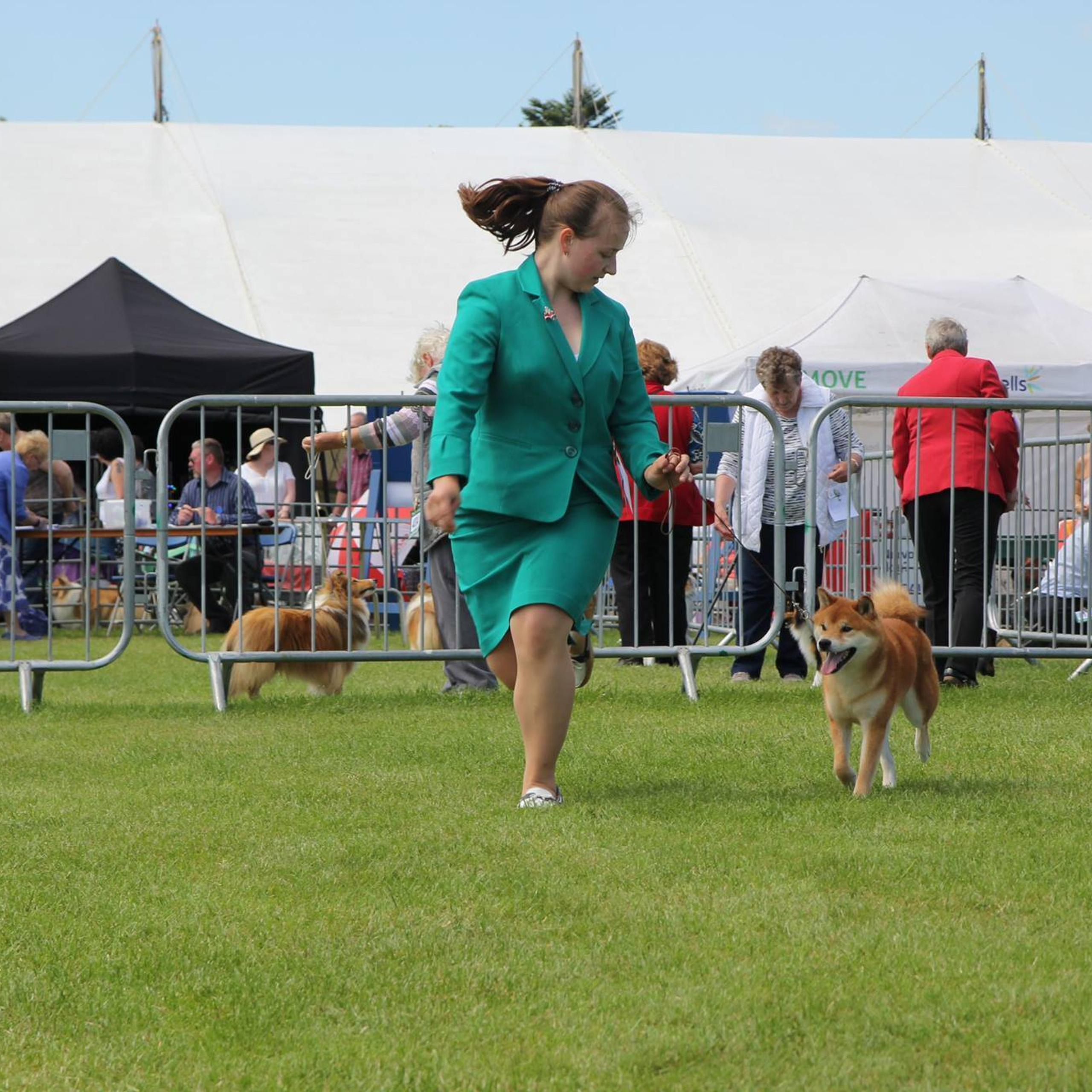 Dog show 2017. SHIOMARU Питомник сиба и акита-ину
