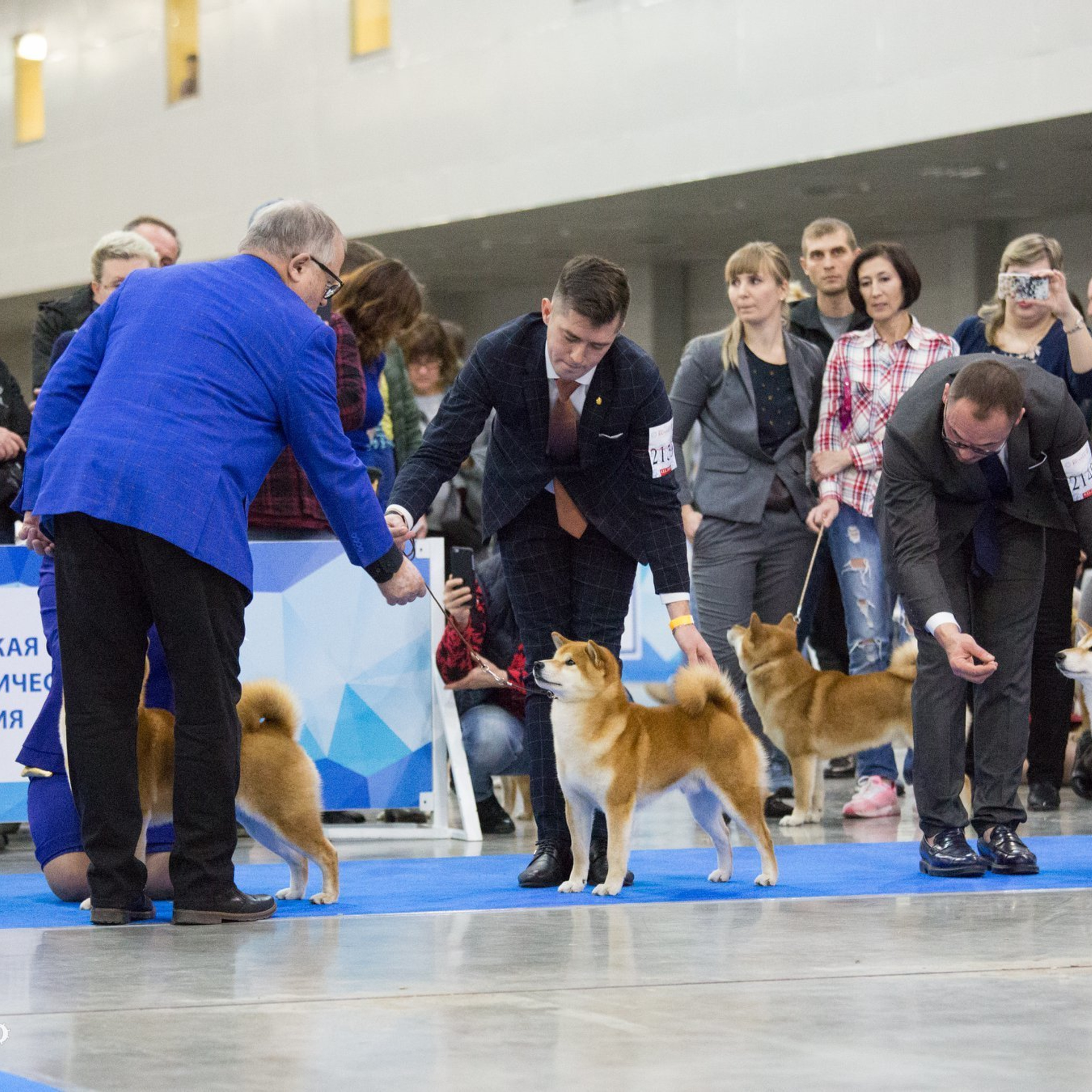 Dog show 2018. SHIOMARU Питомник сиба и акита-ину