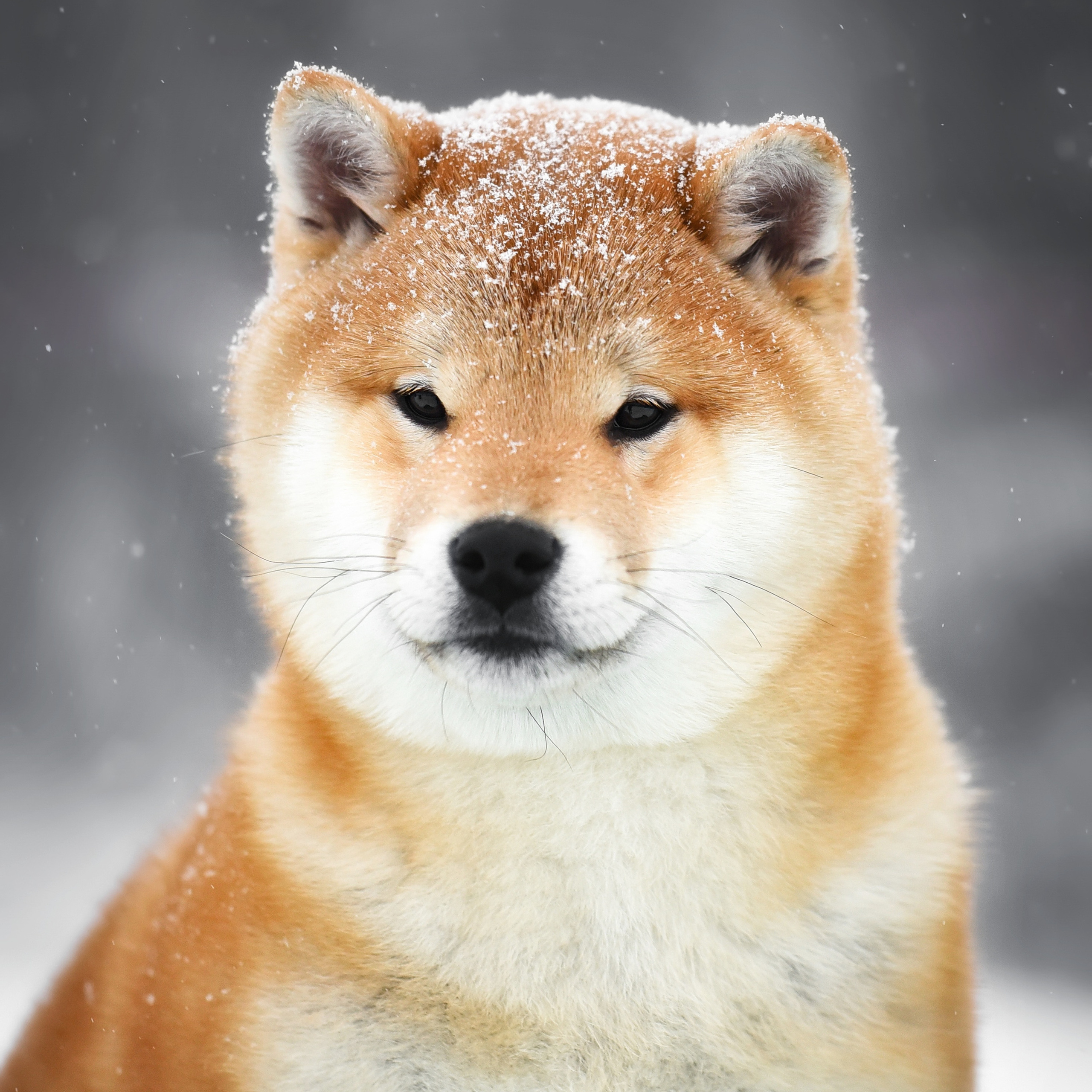 ПОМЕТ M-2022. SHIOMARU Питомник сиба и акита-ину