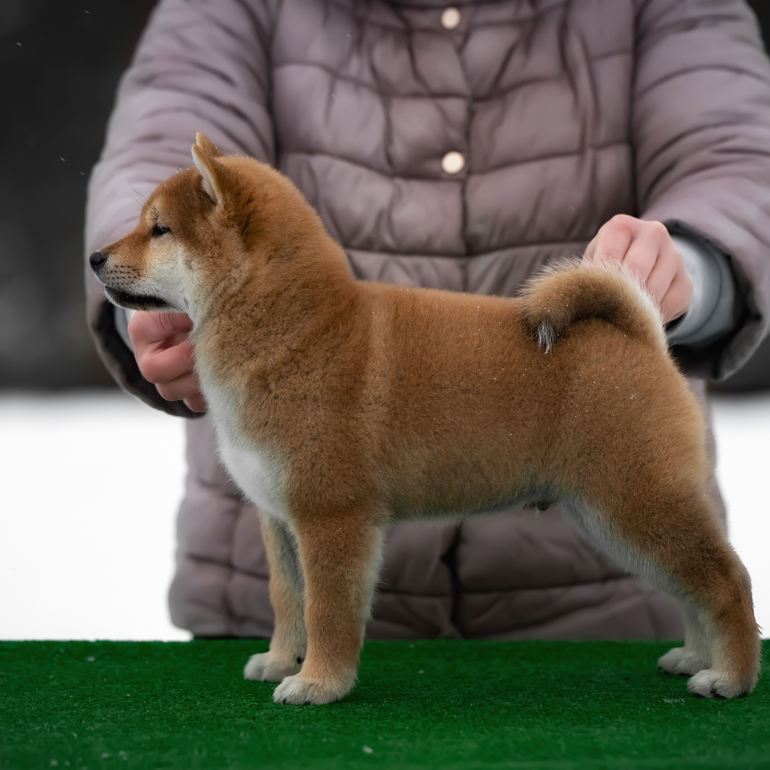 ПОМЕТ M-2022. SHIOMARU Питомник сиба и акита-ину