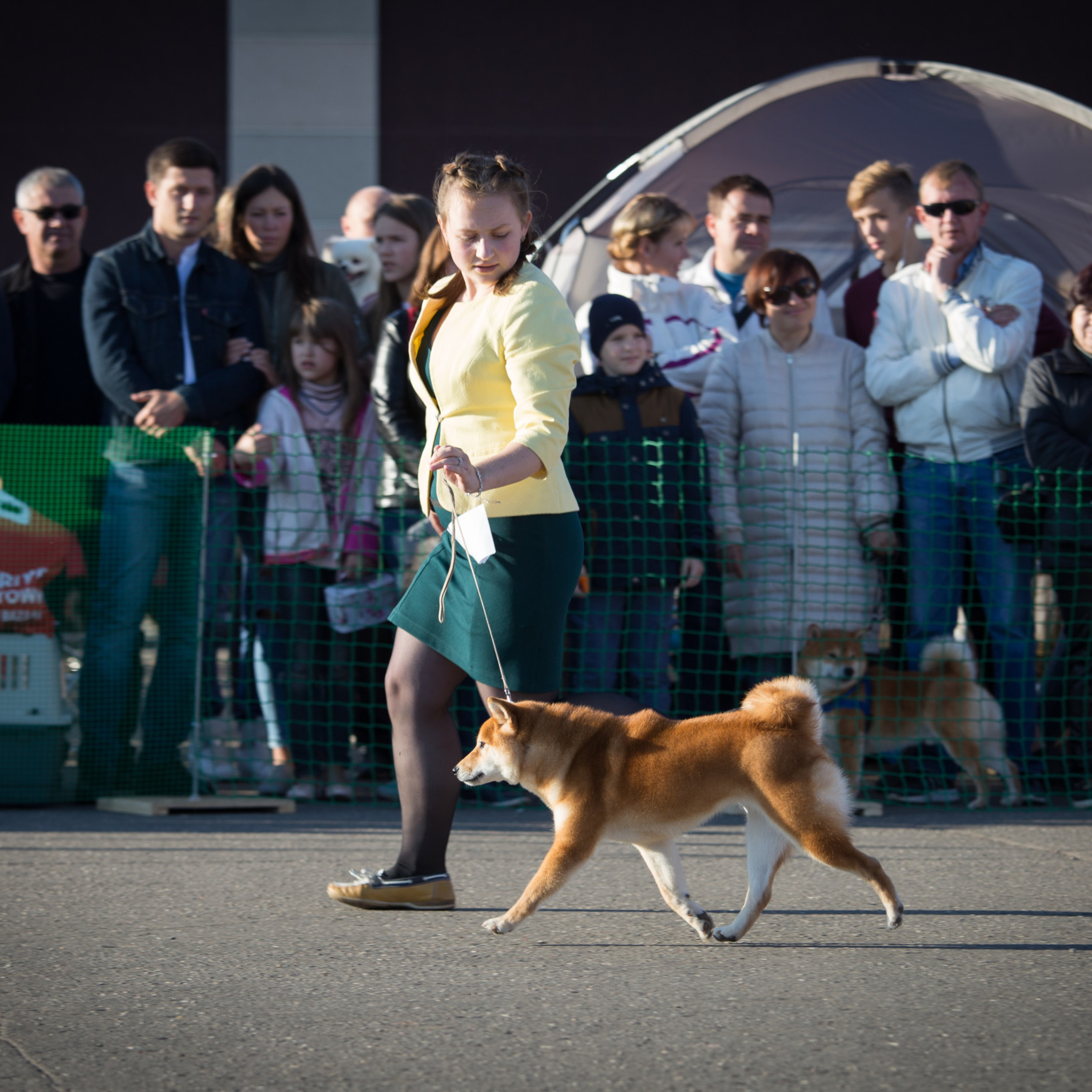 Dog show 2017. SHIOMARU Питомник сиба и акита-ину