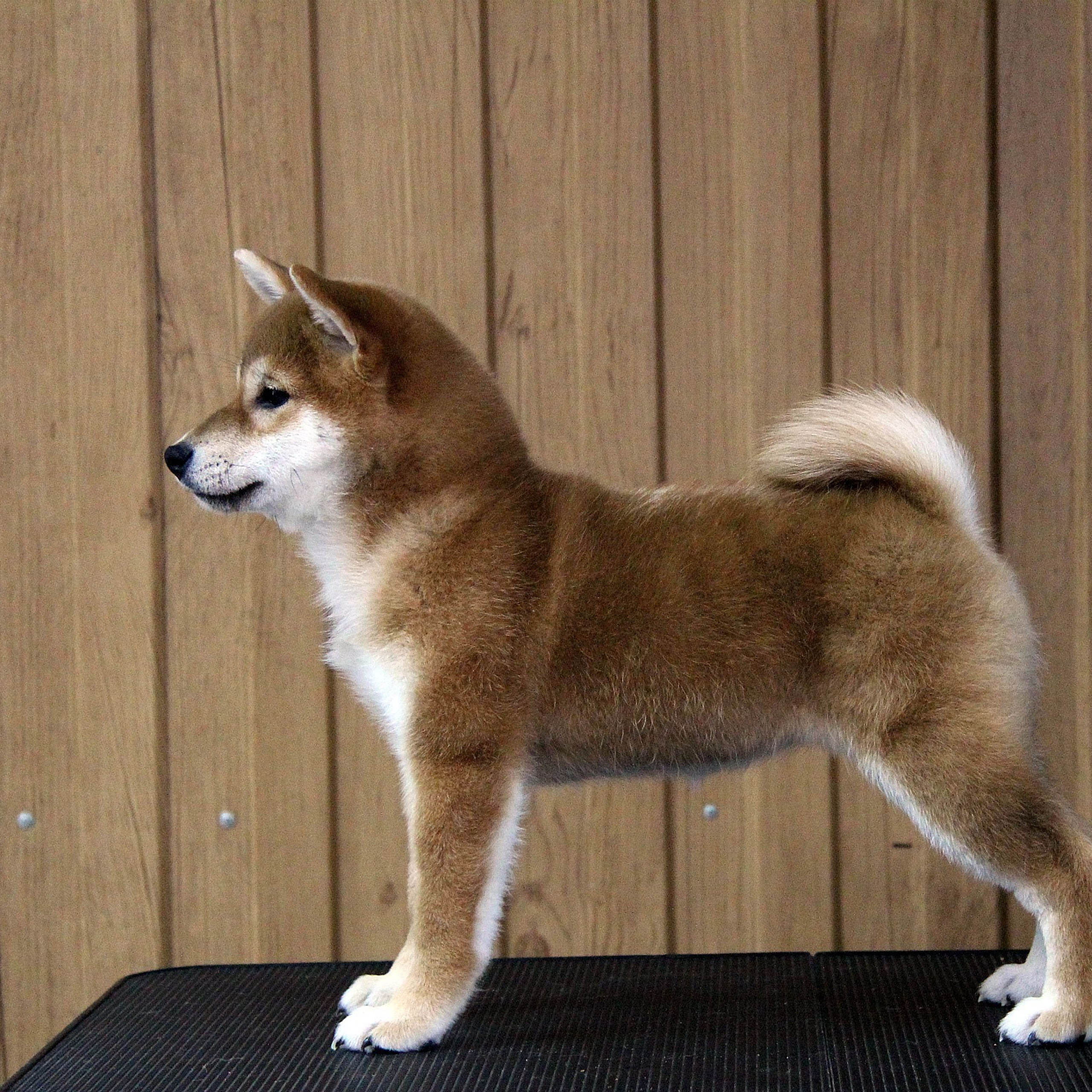 ПОМЕТ G. SHIOMARU Питомник сиба и акита-ину