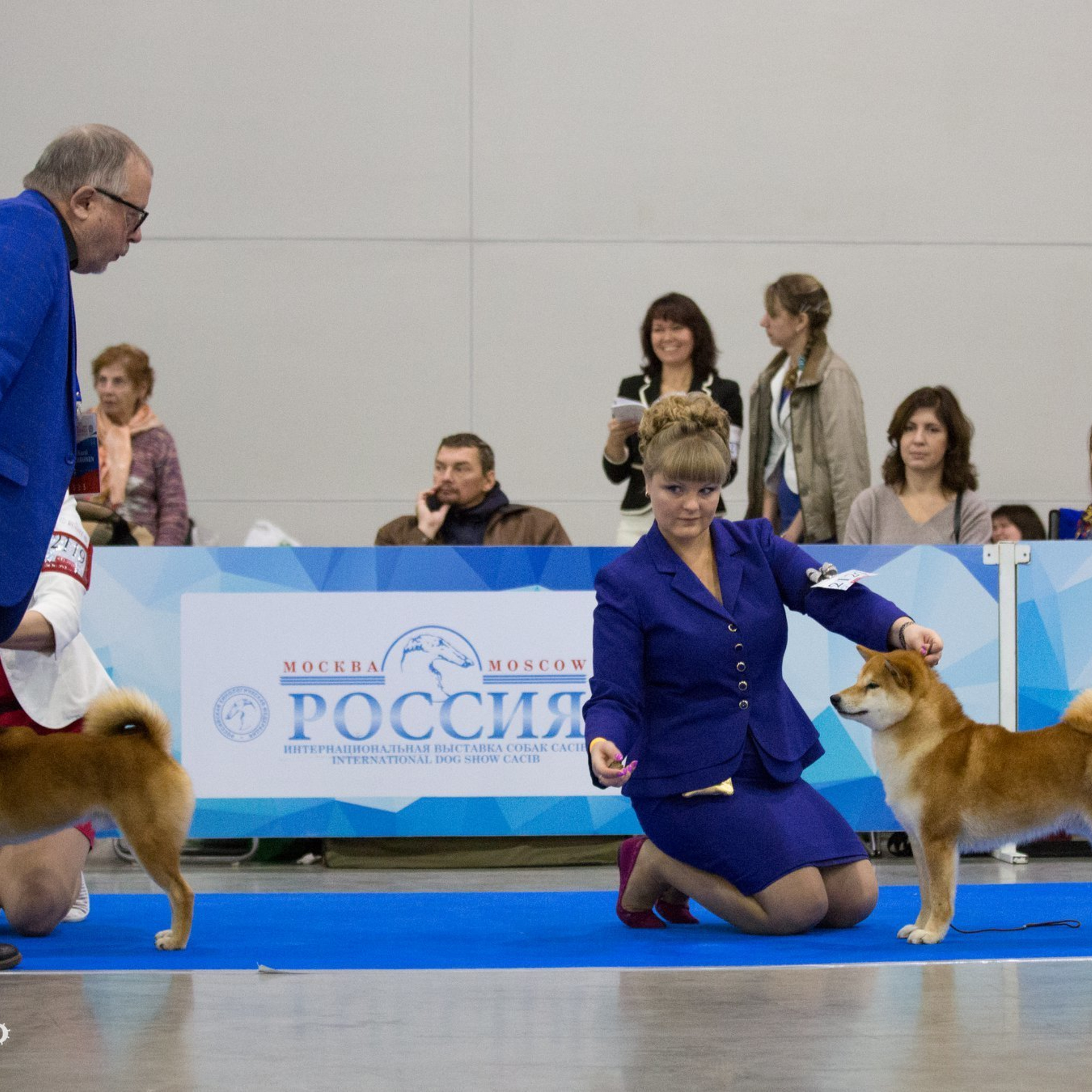 Выпускники питомника. SHIOMARU Питомник сиба и акита-ину