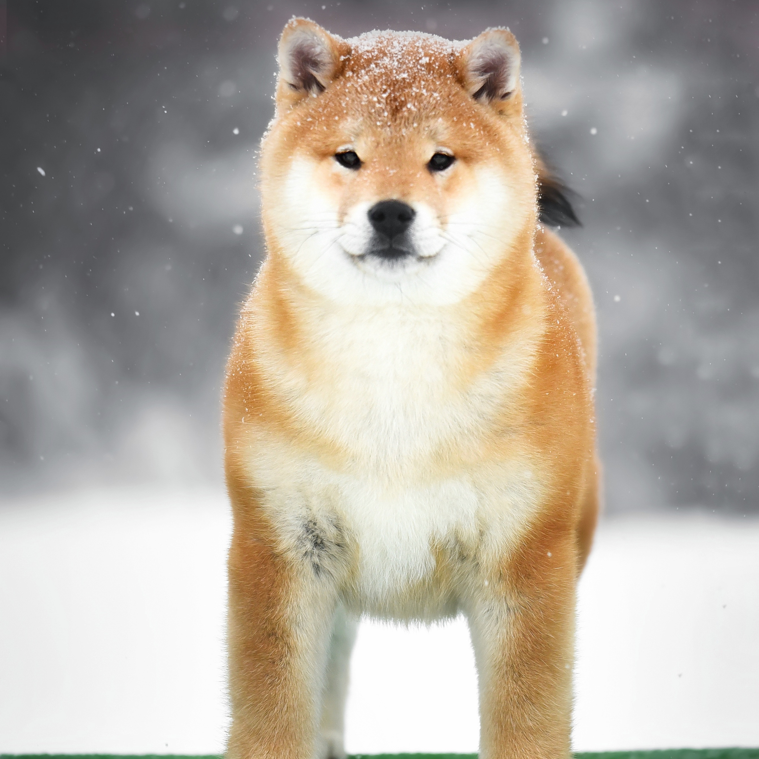 ПОМЕТ M-2022. SHIOMARU Питомник сиба и акита-ину