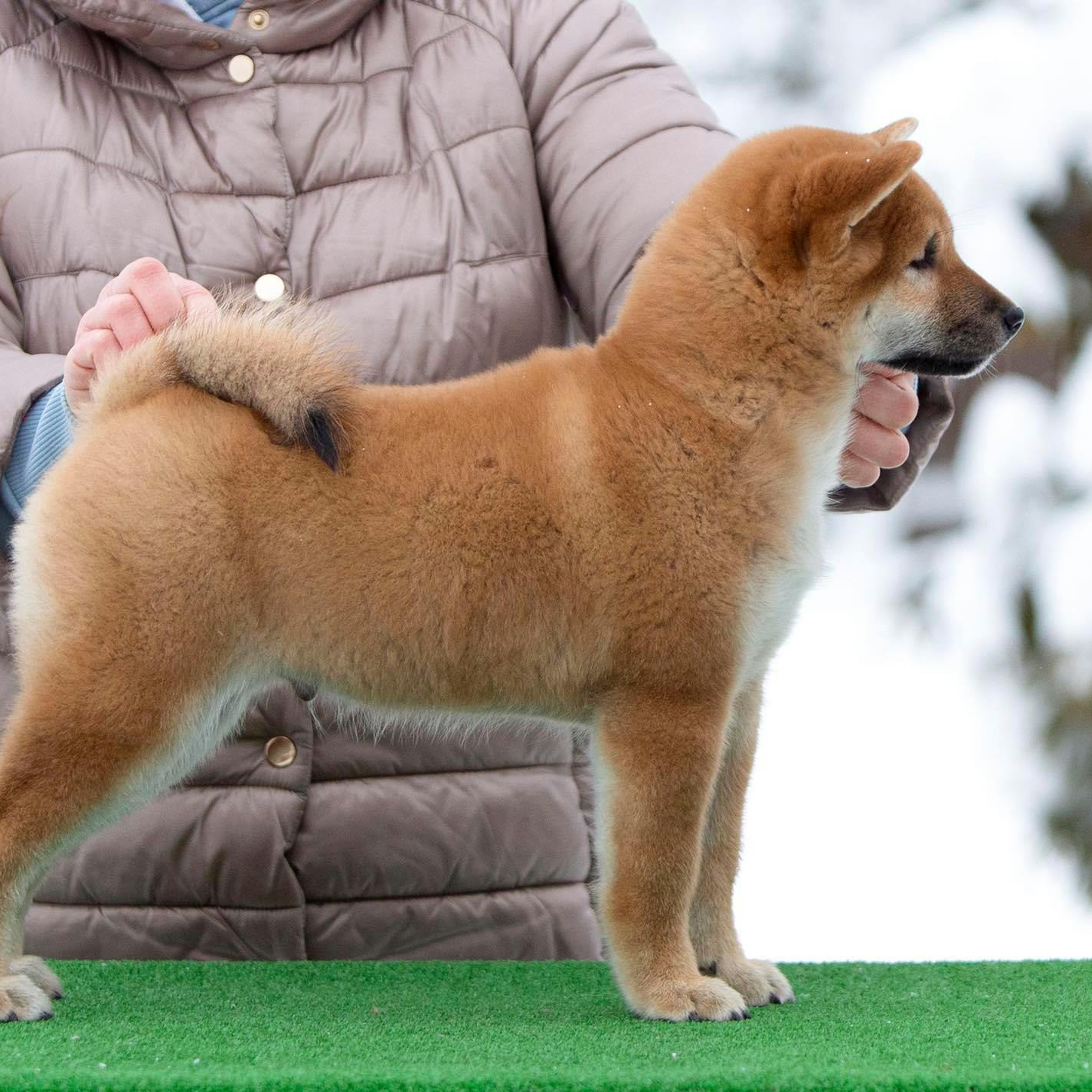 ПОМЕТ С. SHIOMARU Питомник сиба и акита-ину