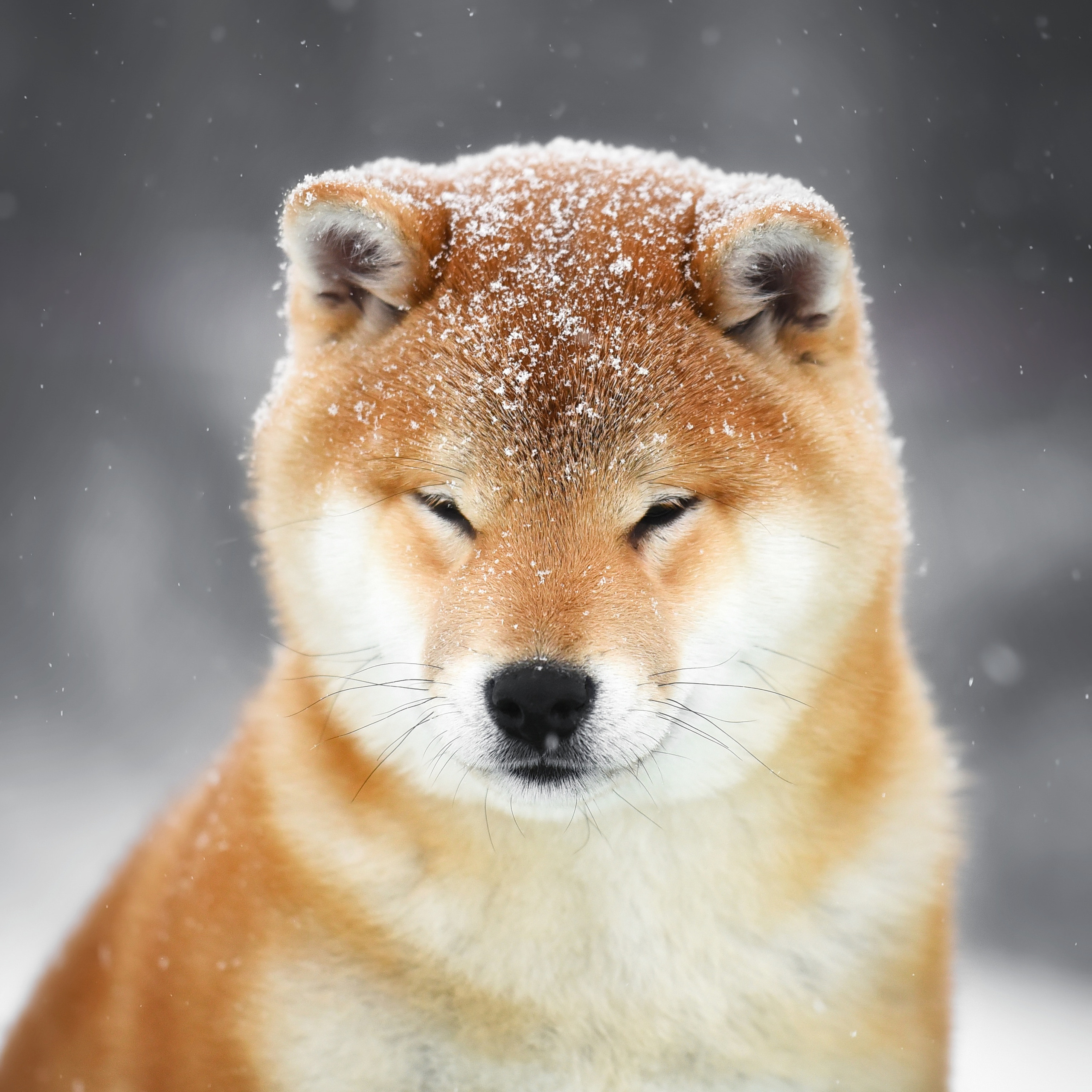 ПОМЕТ M-2022. SHIOMARU Питомник сиба и акита-ину