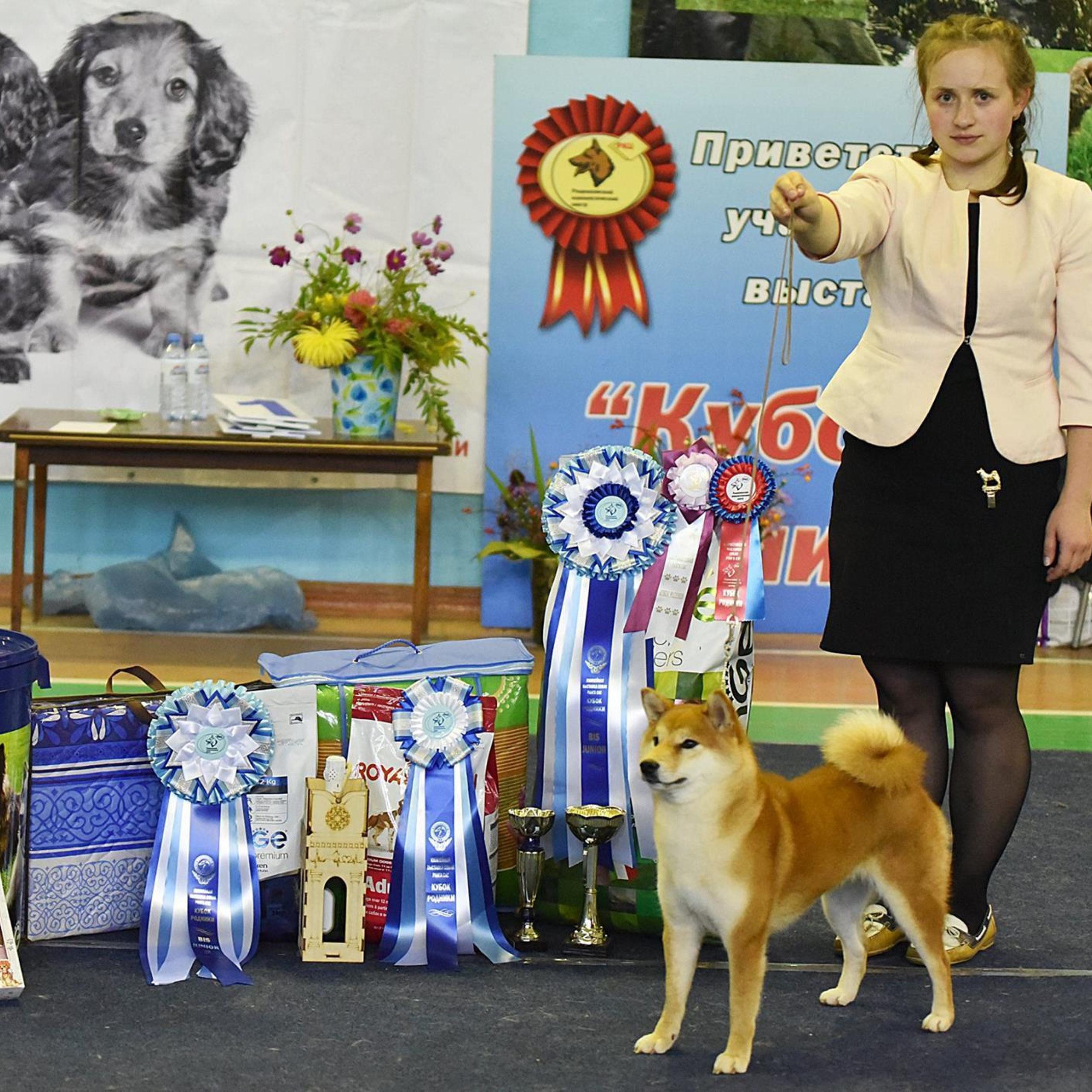 Dog show 2017. SHIOMARU Питомник сиба и акита-ину