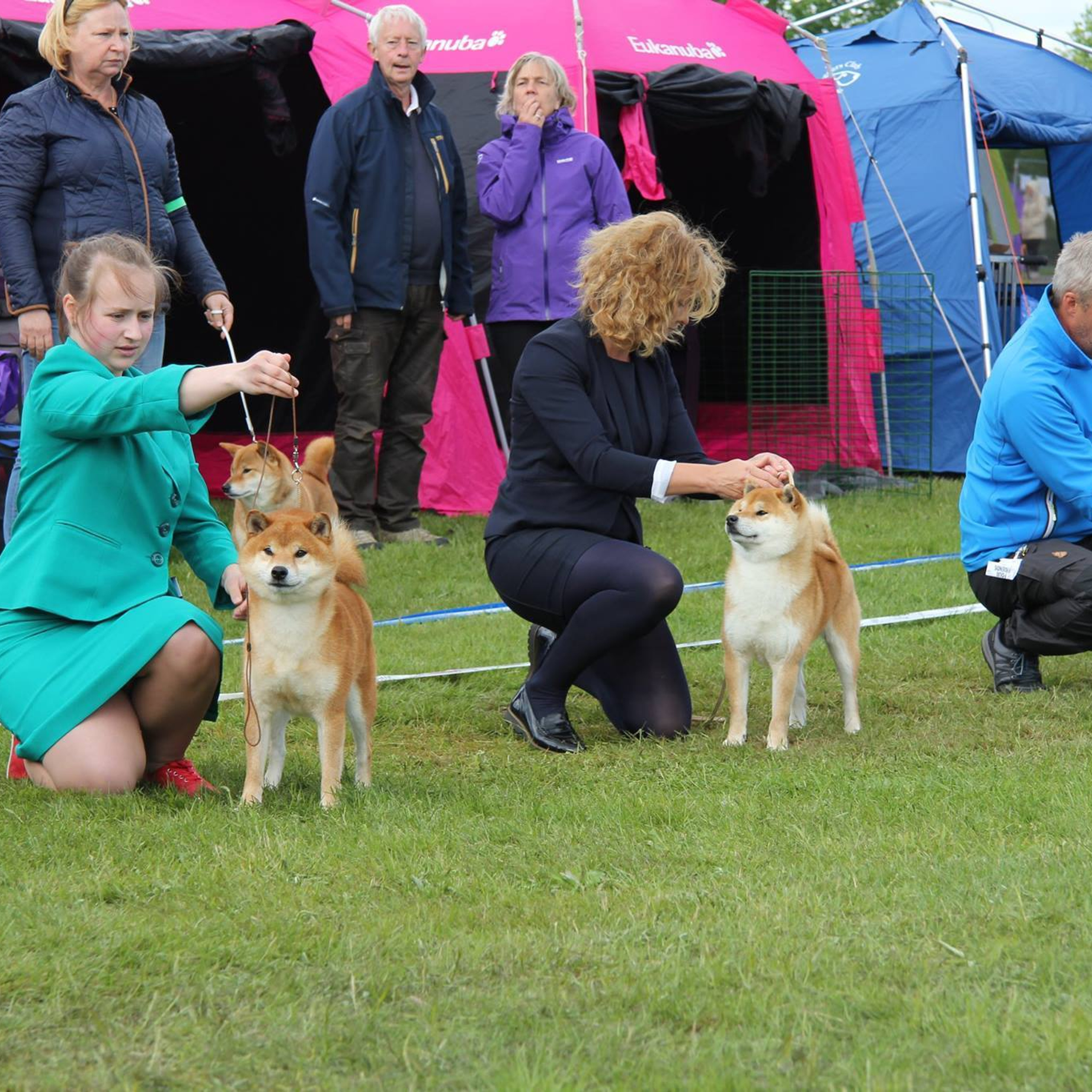 Dog show 2017. SHIOMARU Питомник сиба и акита-ину