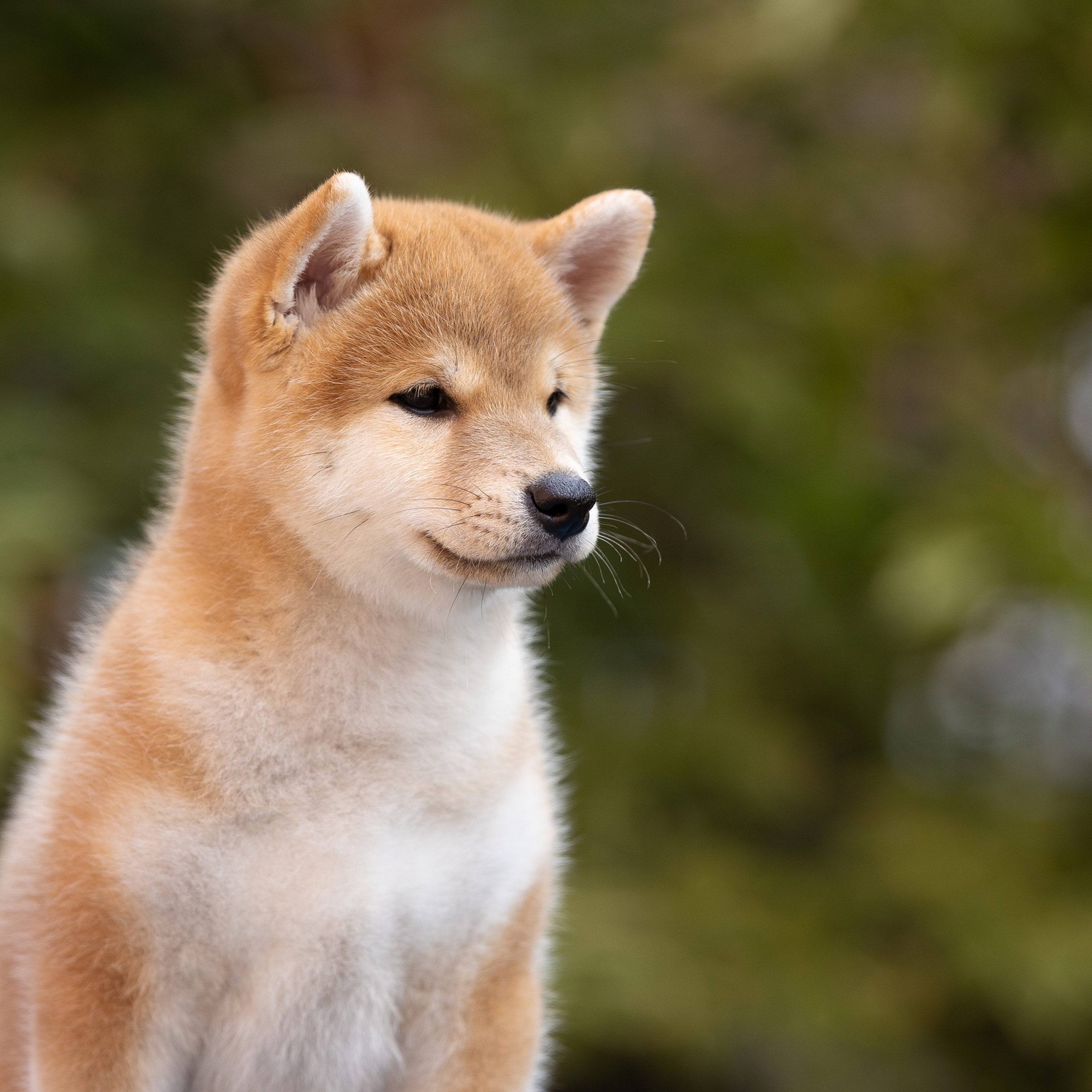 Litter W. SHIOMARU Shiba and Akita Inu Kennel