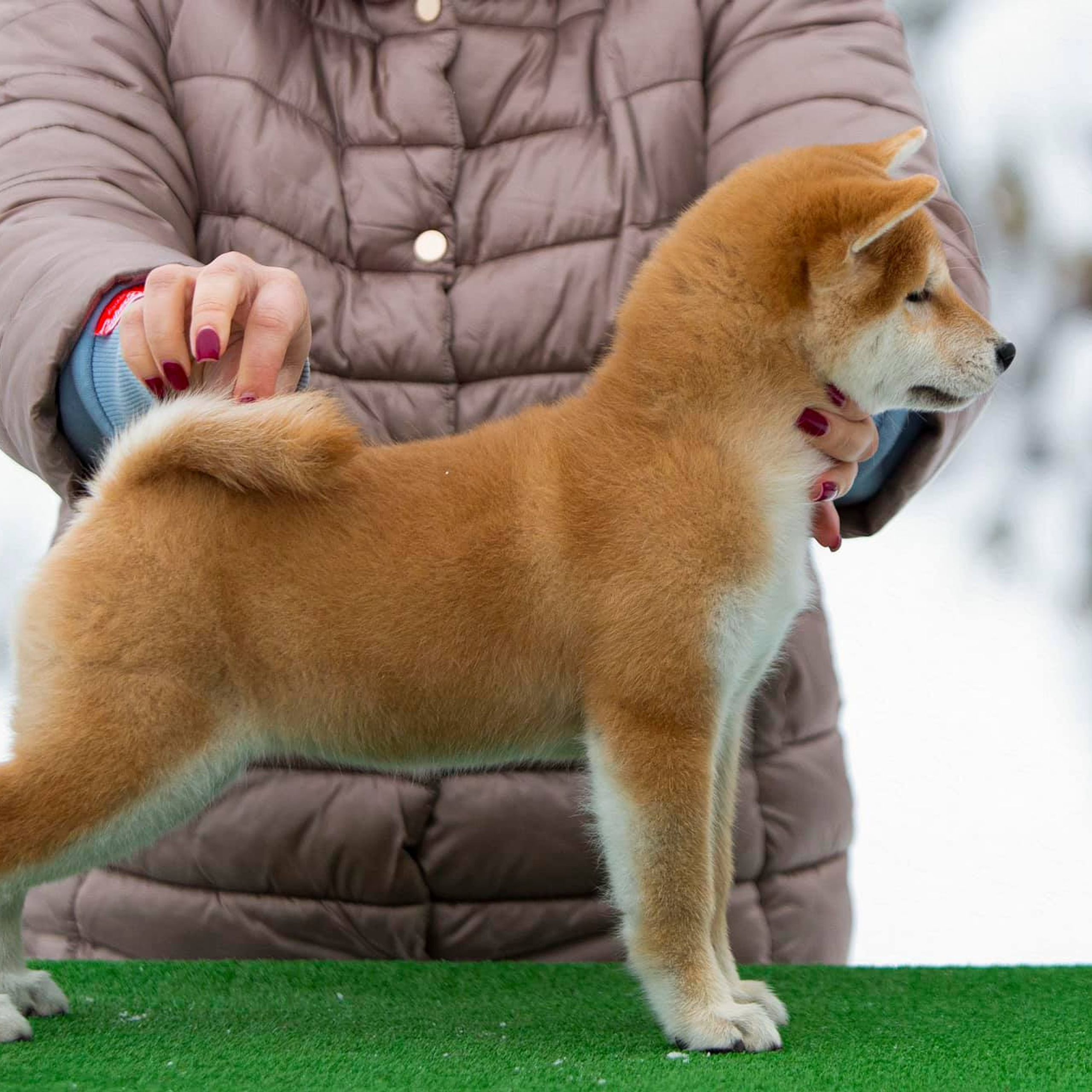 ПОМЕТ С. SHIOMARU Питомник сиба и акита-ину