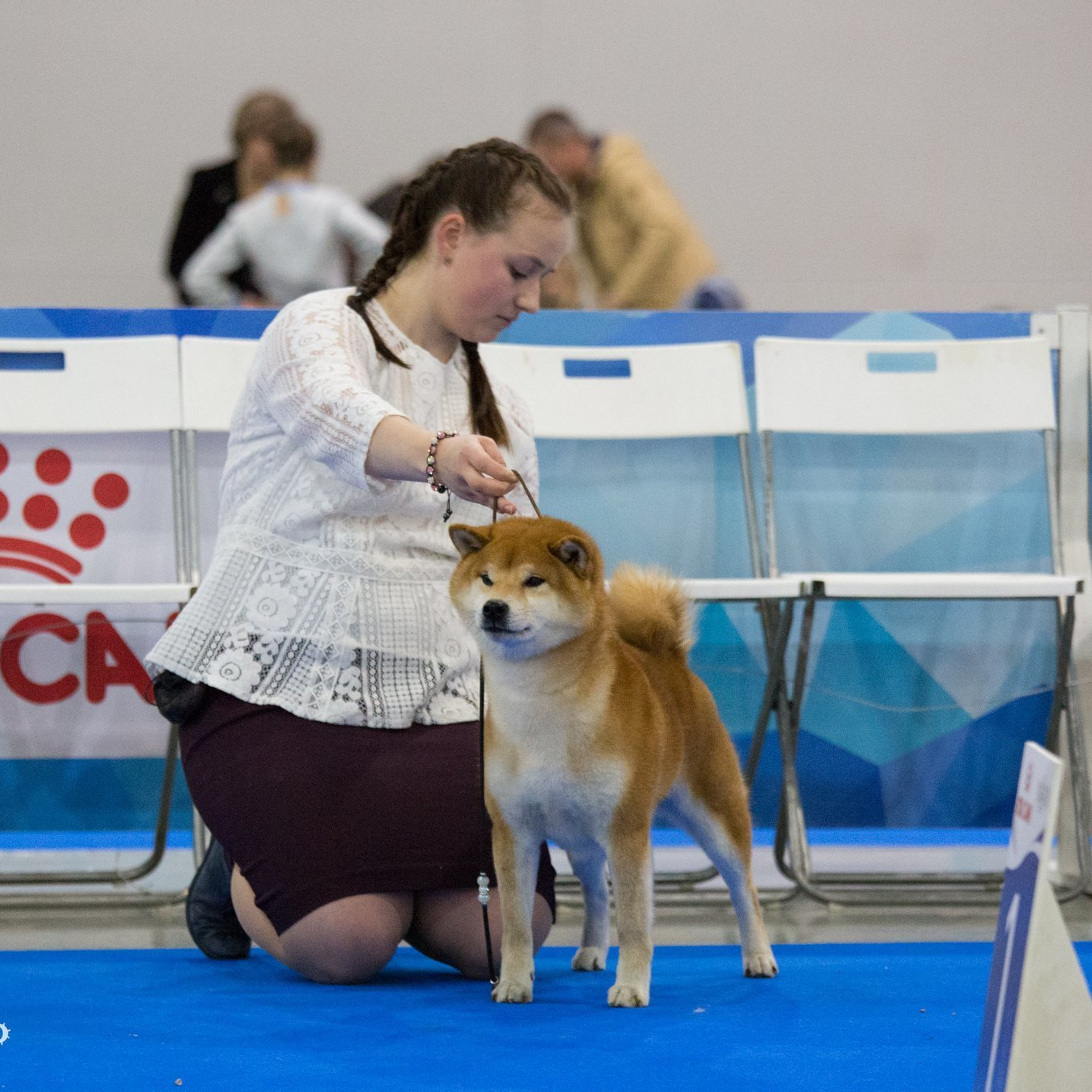 Dog show 2018. SHIOMARU Питомник сиба и акита-ину