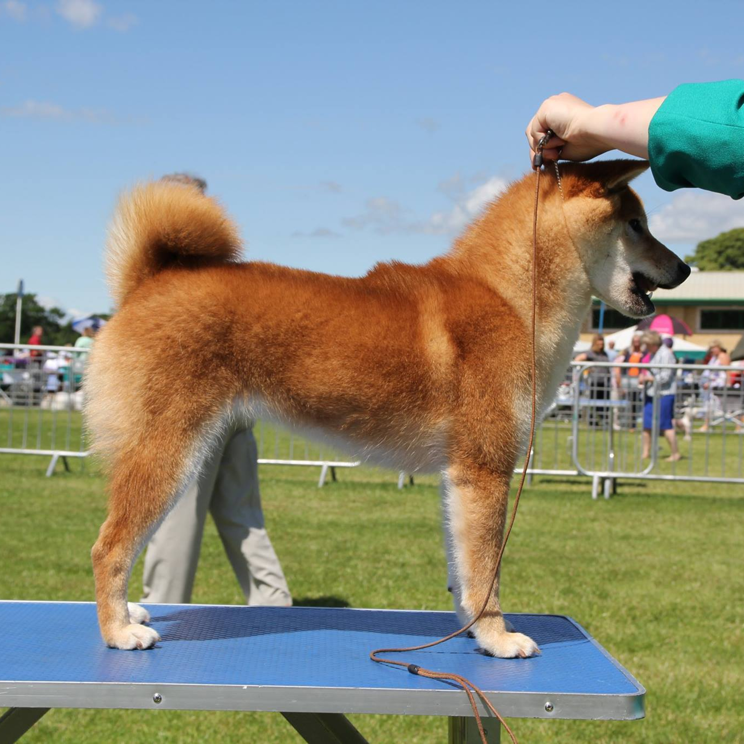 Dog show 2017. SHIOMARU Питомник сиба и акита-ину