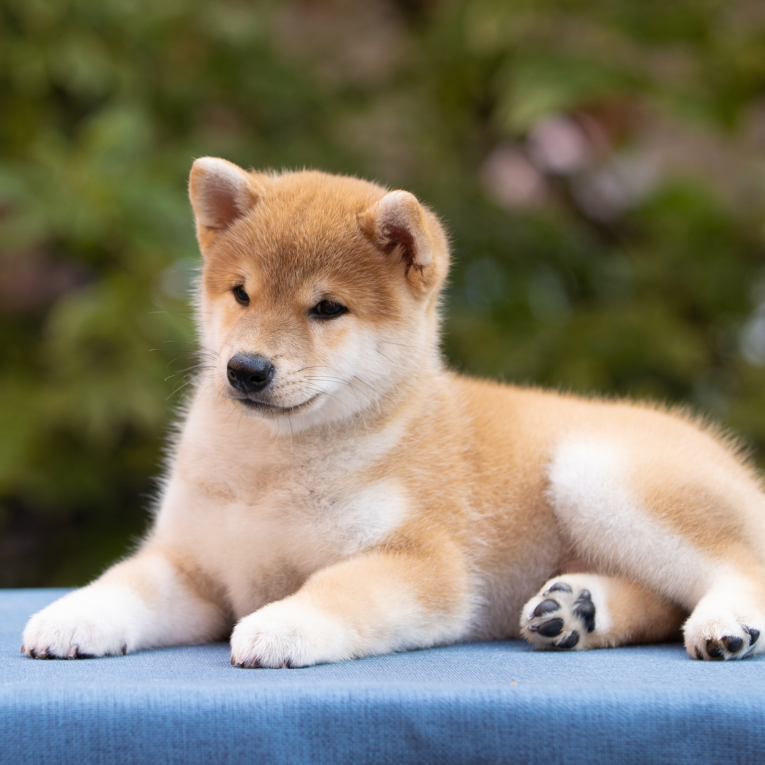 Litter W. SHIOMARU Shiba and Akita Inu Kennel
