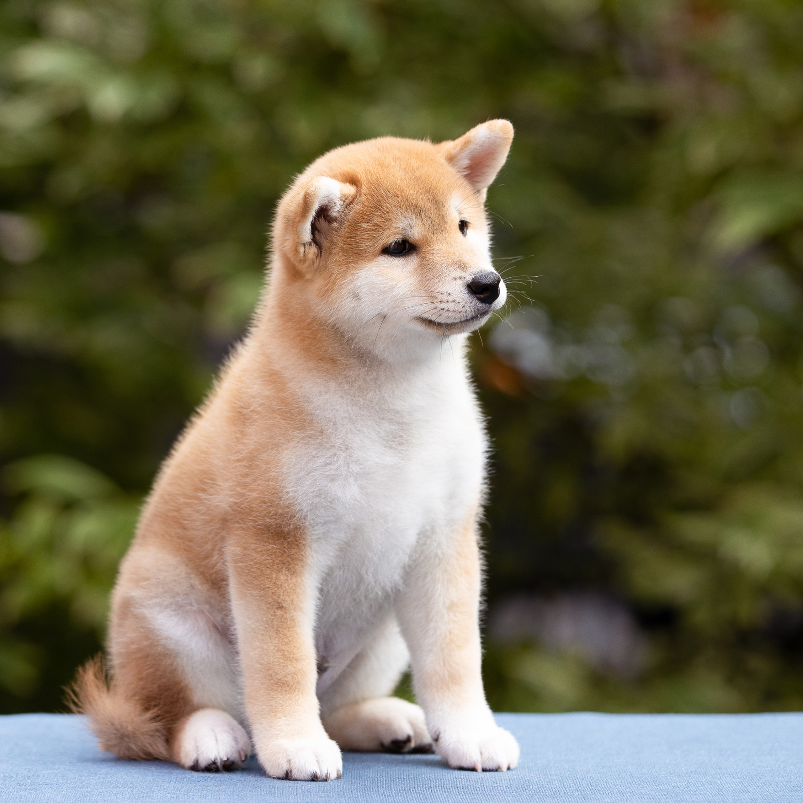 Litter W. SHIOMARU Shiba and Akita Inu Kennel