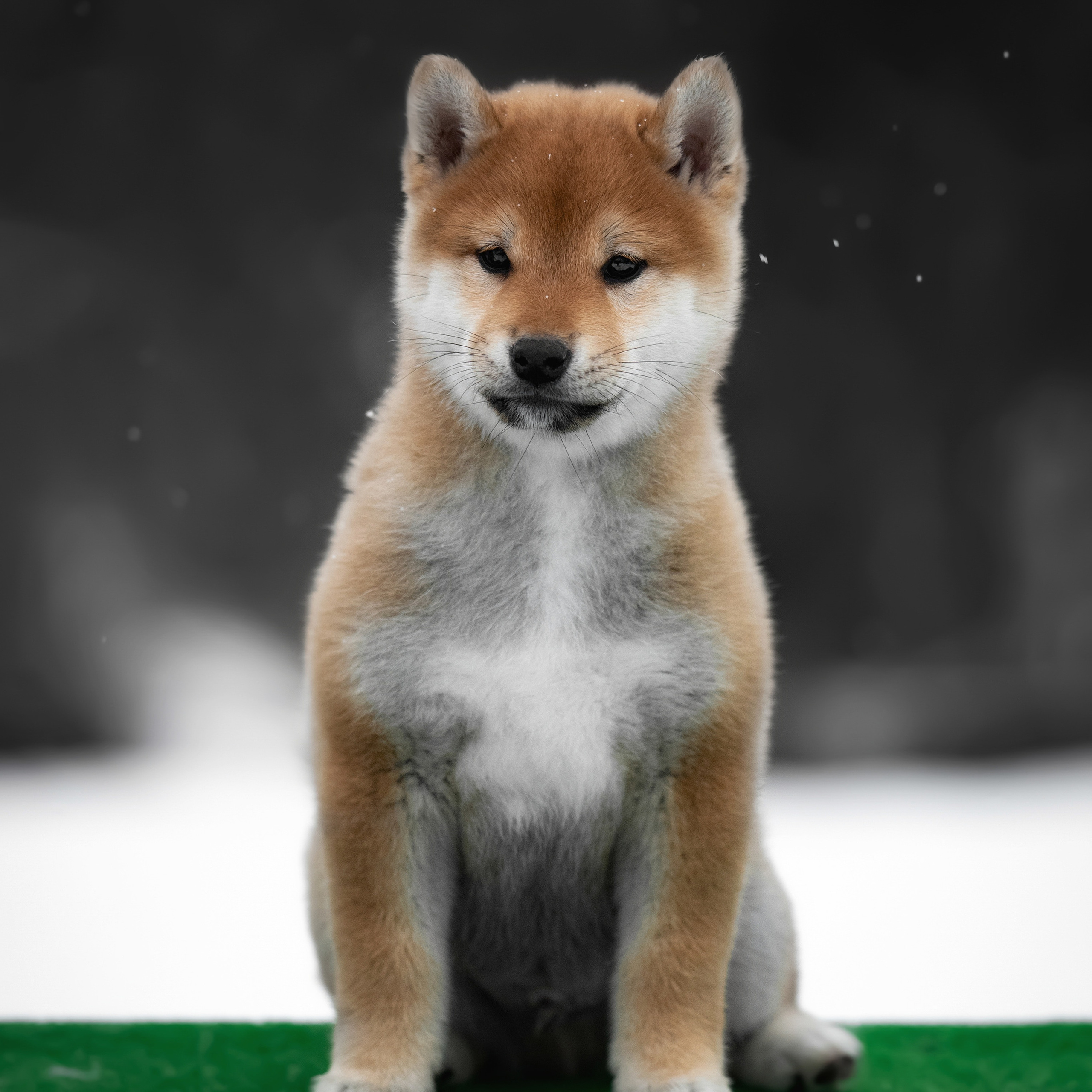 ПОМЕТ M-2022. SHIOMARU Питомник сиба и акита-ину