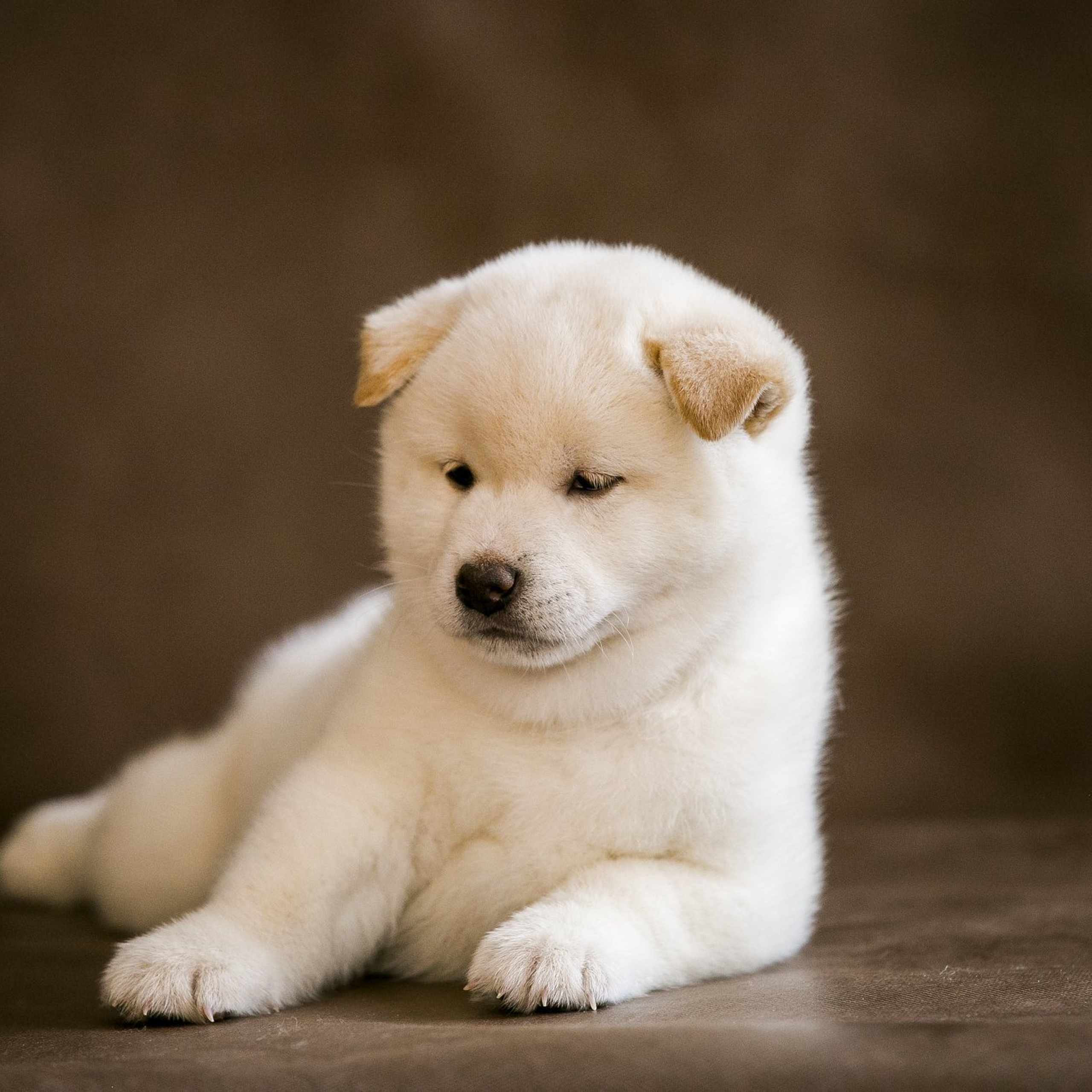 ПОМЕТ I. SHIOMARU Питомник сиба и акита-ину